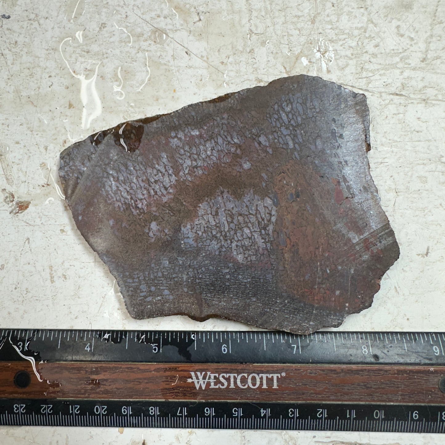 GEMBONE Dinosaur Bone Slab - 163 grams