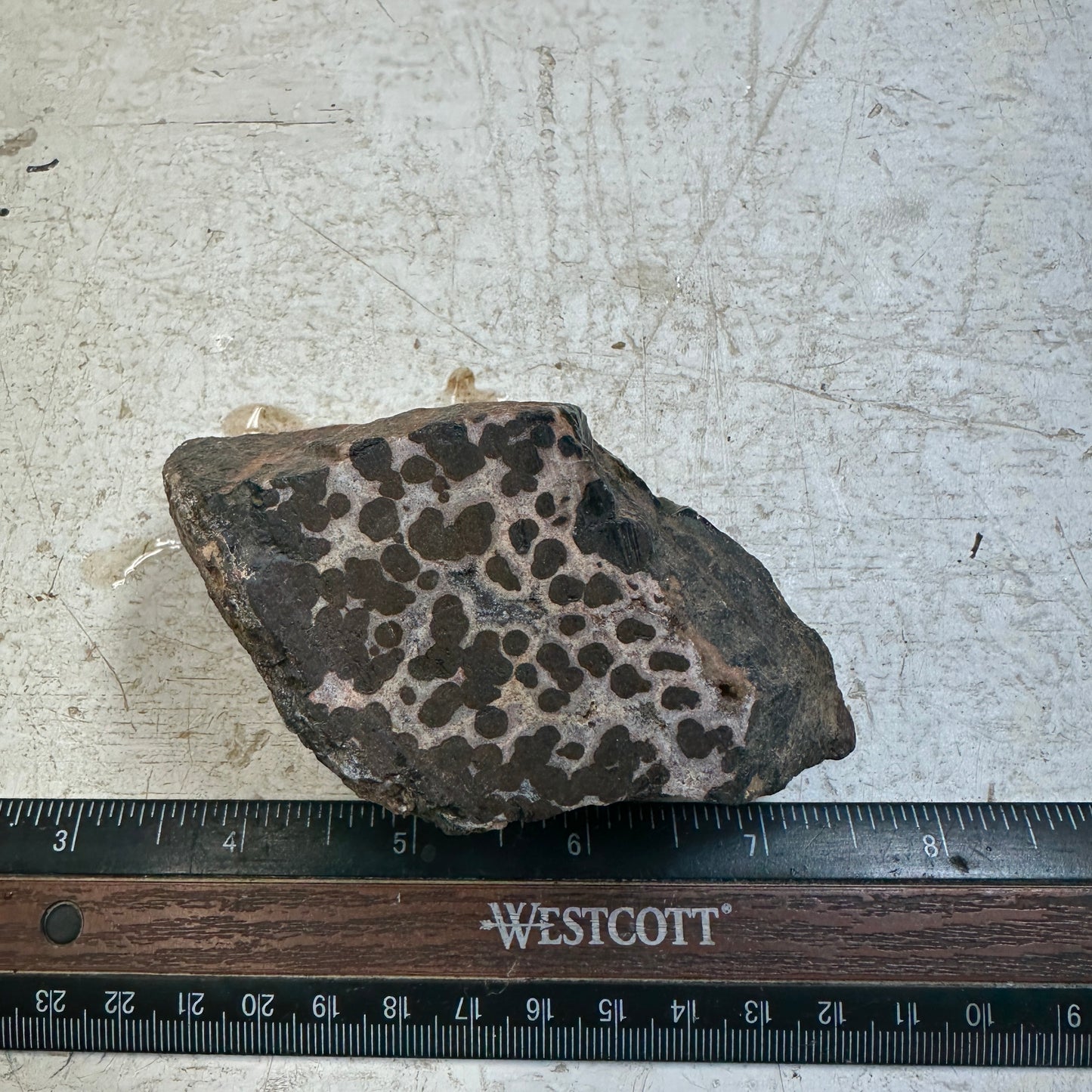 MOROCCAN SEAM AGATE Faced Rough - 0.94 Pounds