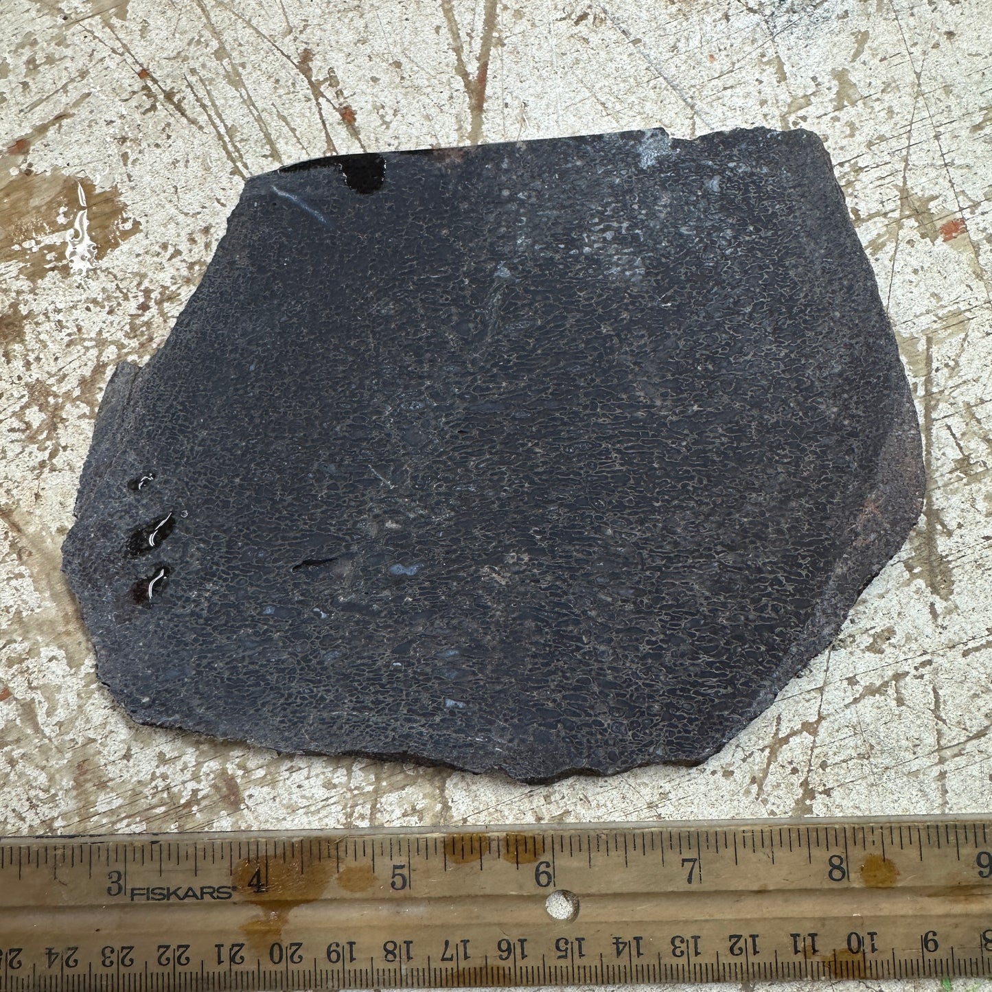 GEMBONE Dinosaur Bone Slab - 267 grams