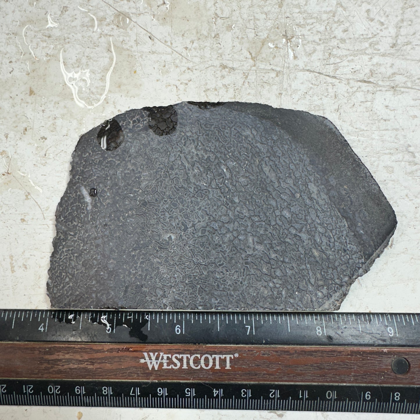 GEMBONE Dinosaur Bone Slab - 140 grams