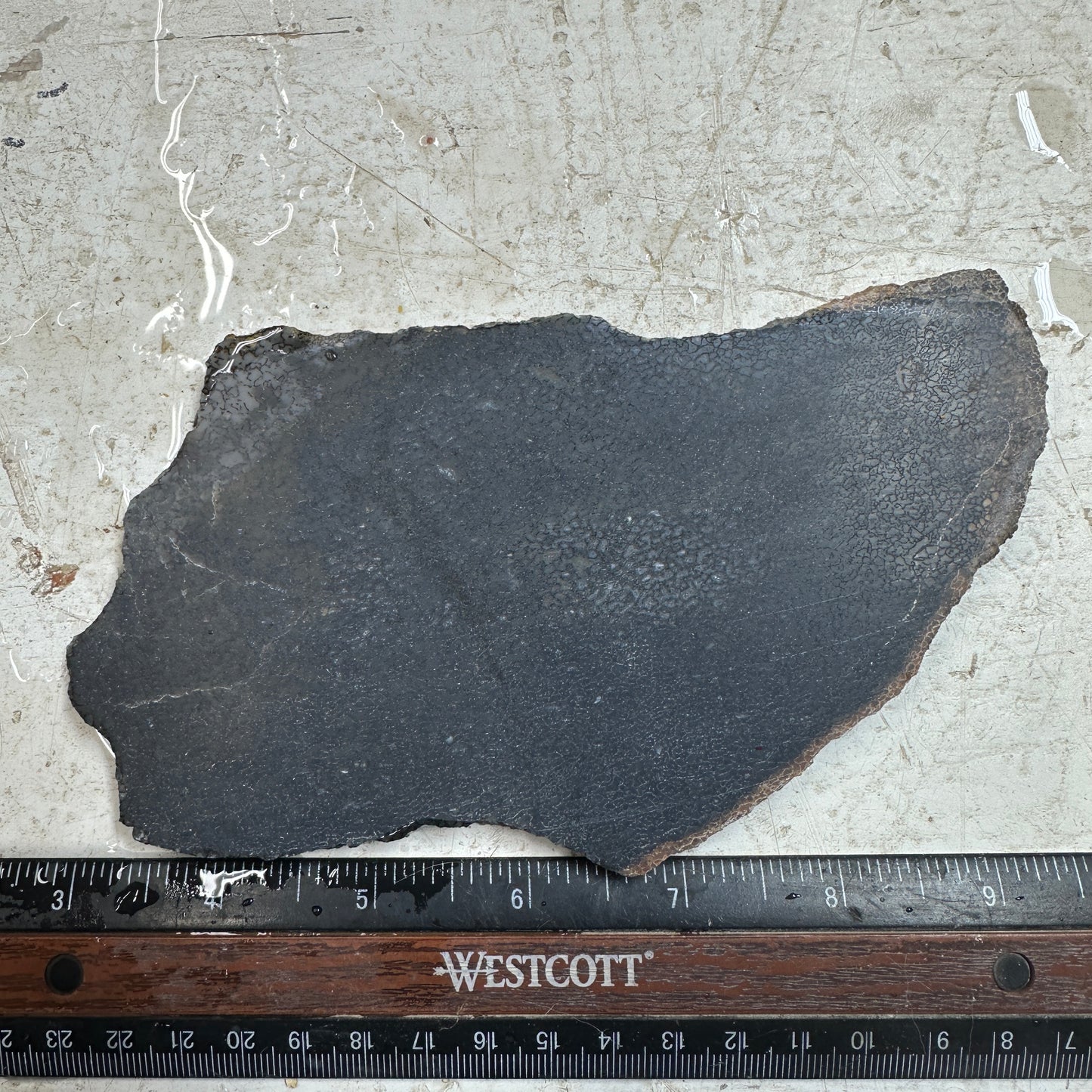 GEMBONE Dinosaur Bone Slab - 222 grams