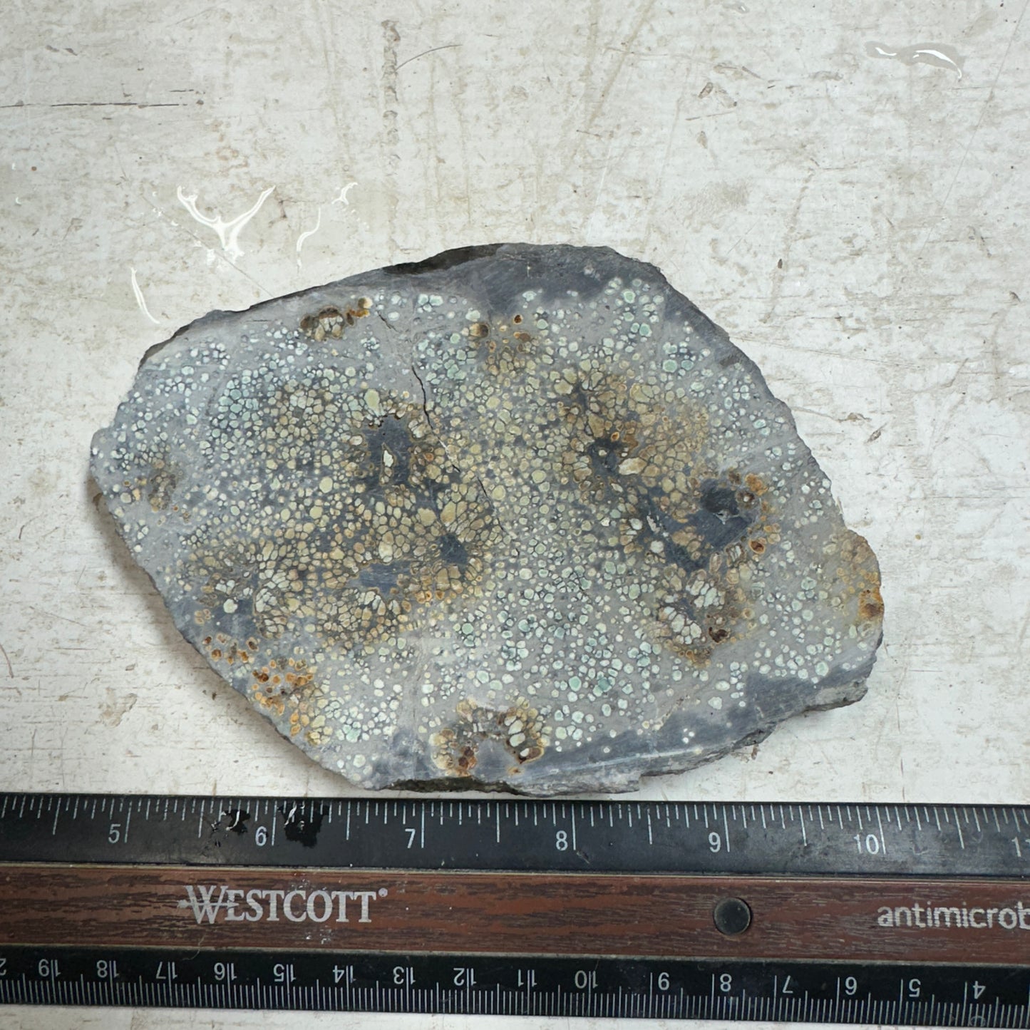 VISTA GRANDE VARISCITE Thick Slab - 241 grams