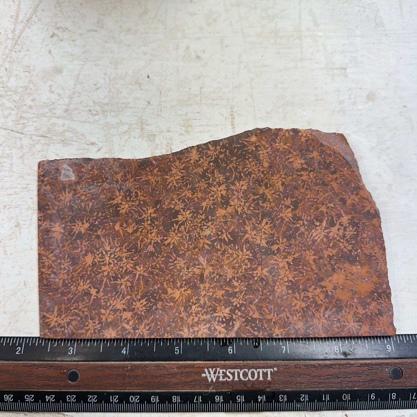 STARBURST RHYOLITE Slab - 254 grams