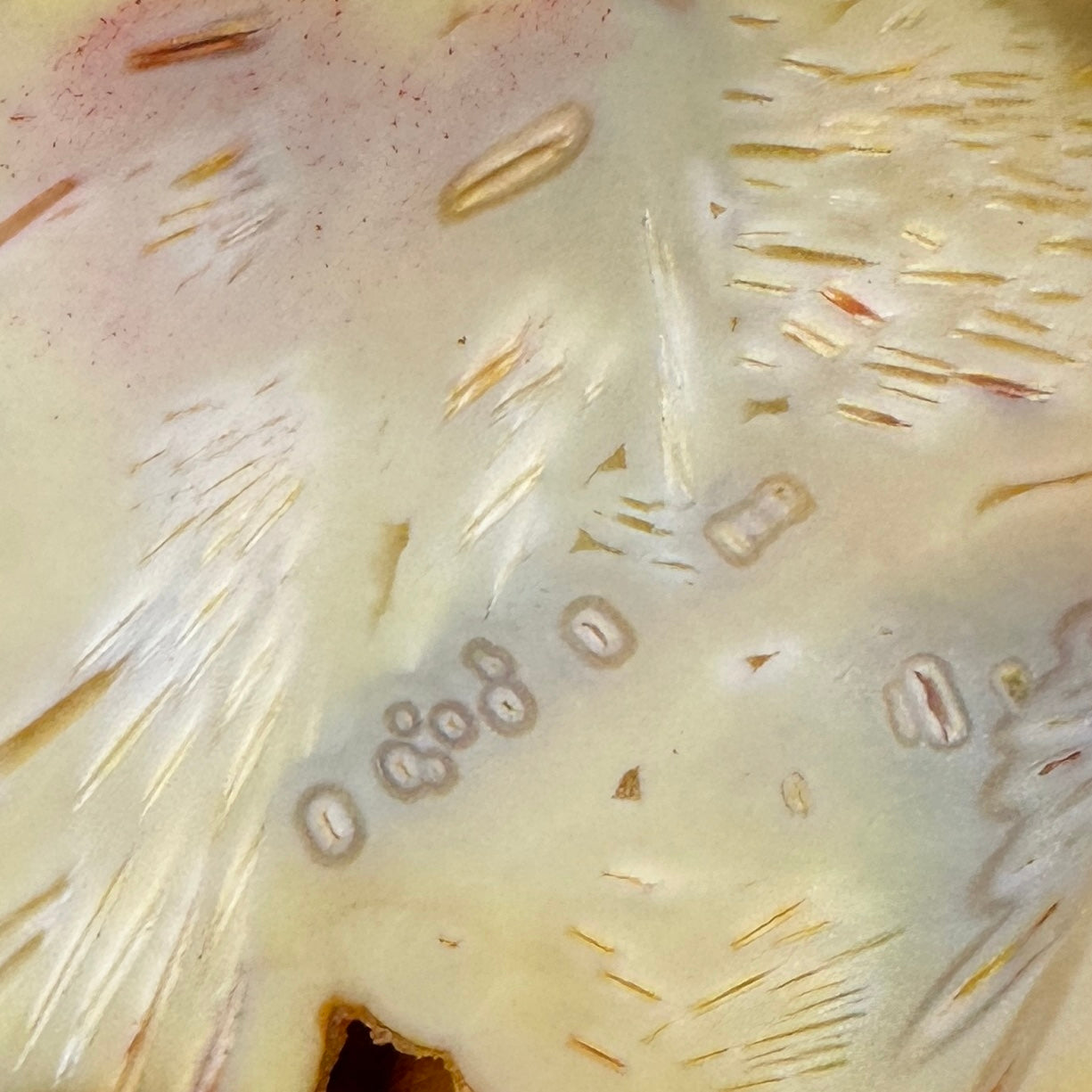 TUBE AGATE Faced Rough - 2.66 Pounds