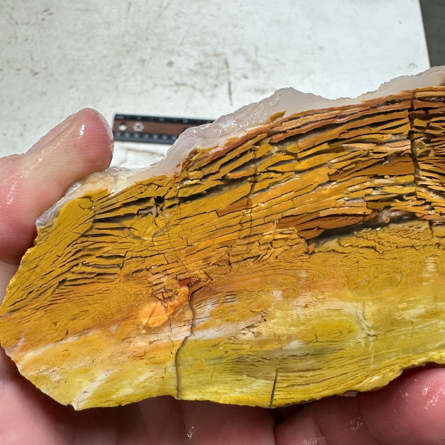 GOLDEN HOWARDITE Faced Rough - 2.58 Pounds
