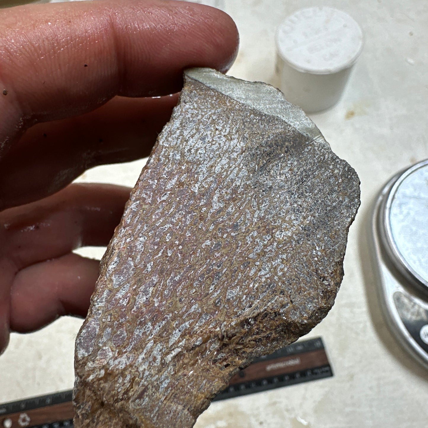 GEMBONE Dinosaur Bone Faced Rough - 0.58 Pounds