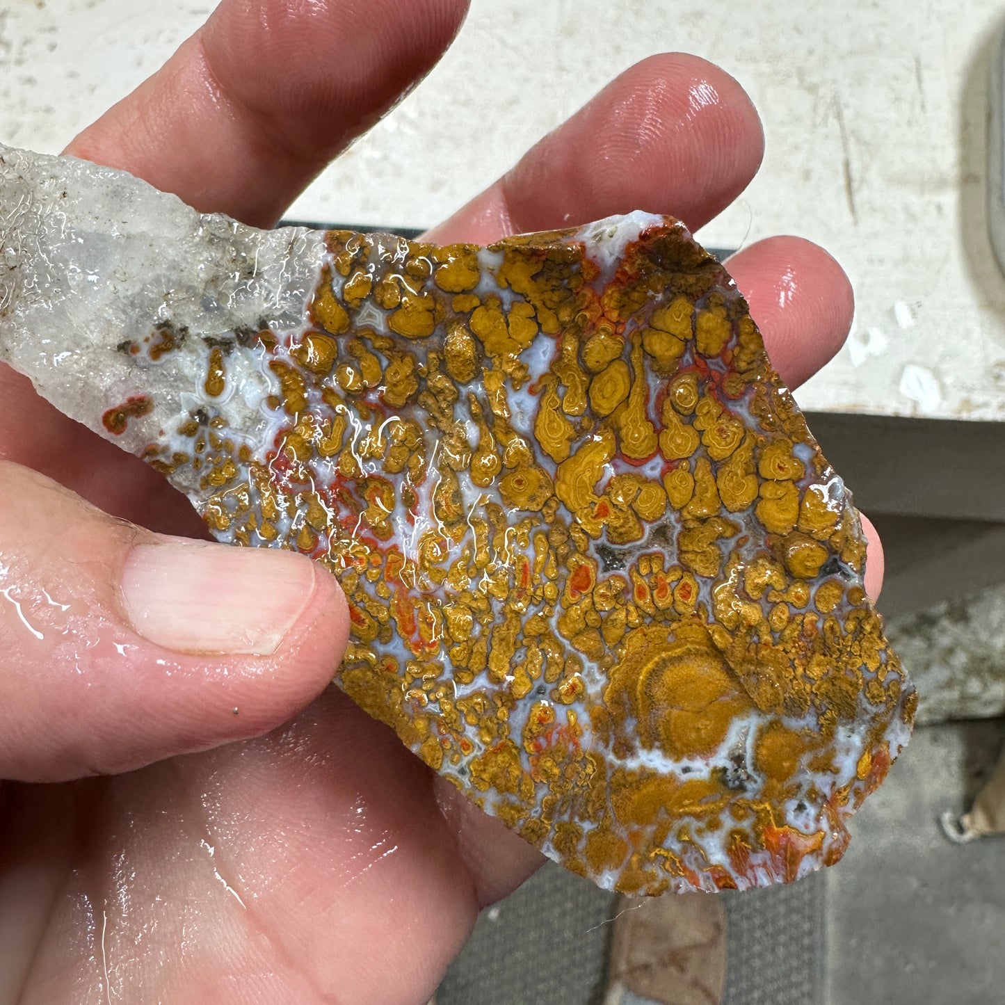 WINGATE PASS PLUME AGATE Windowed Rough - 0.48 Pounds