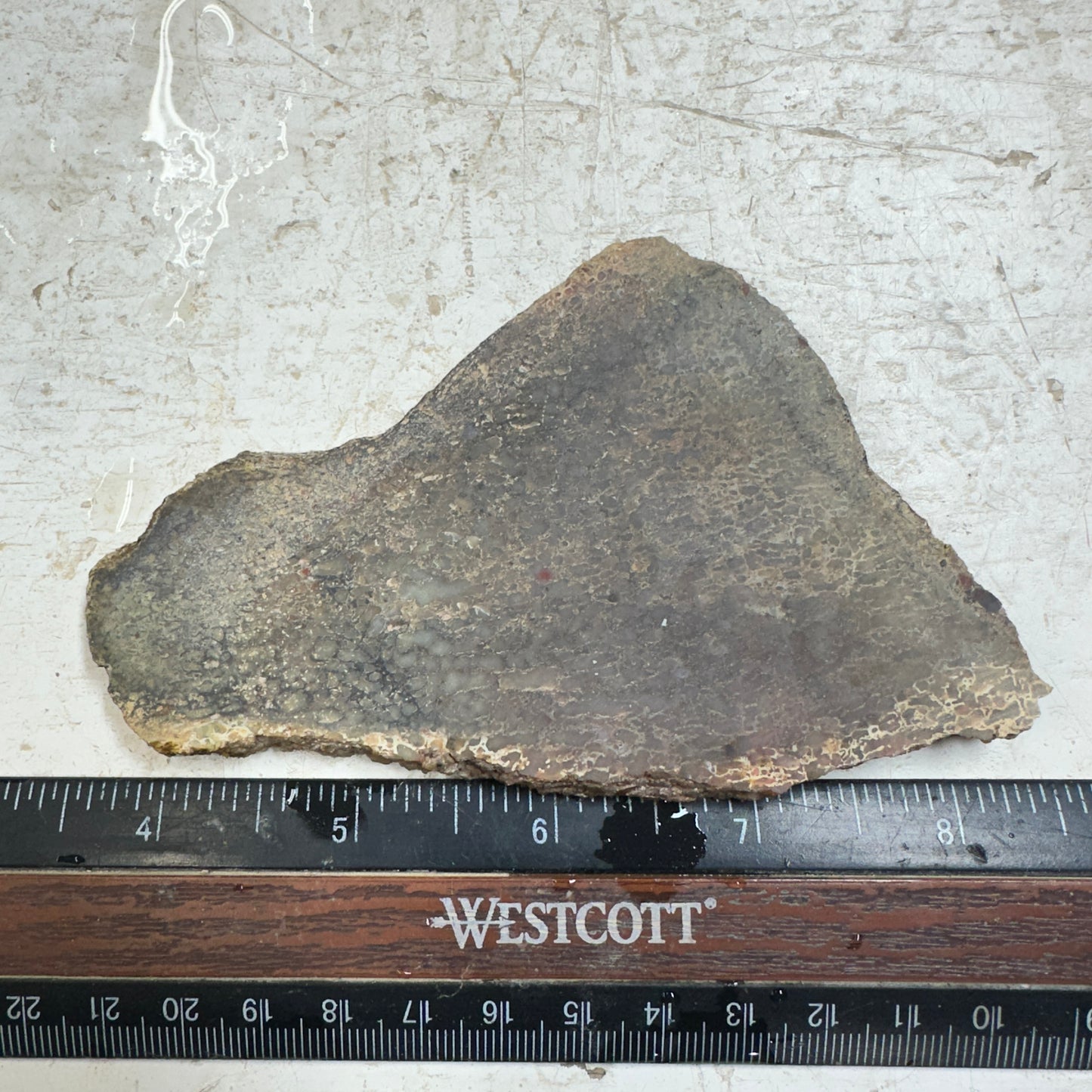 GEMBONE Dinosaur Bone Slab - 88 grams