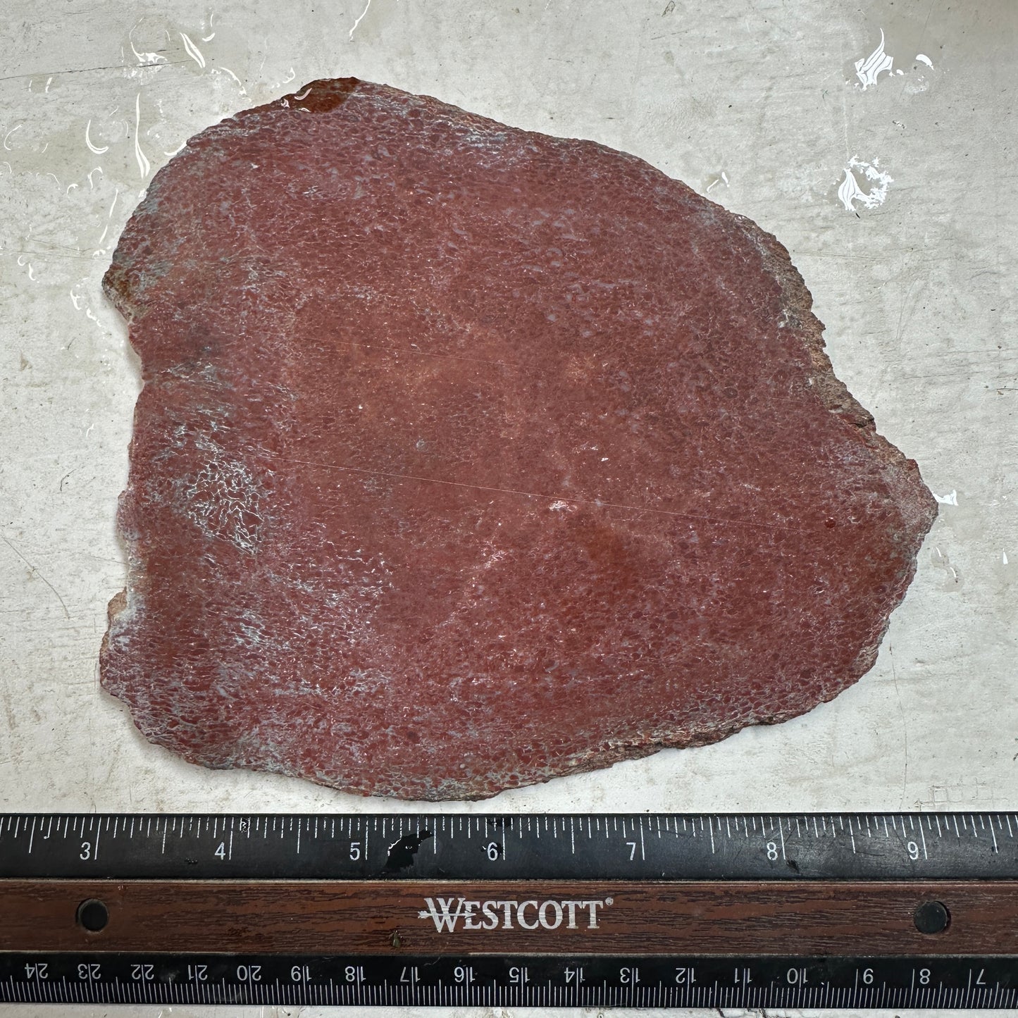 GEMBONE Dinosaur Bone Slab - 268 grams