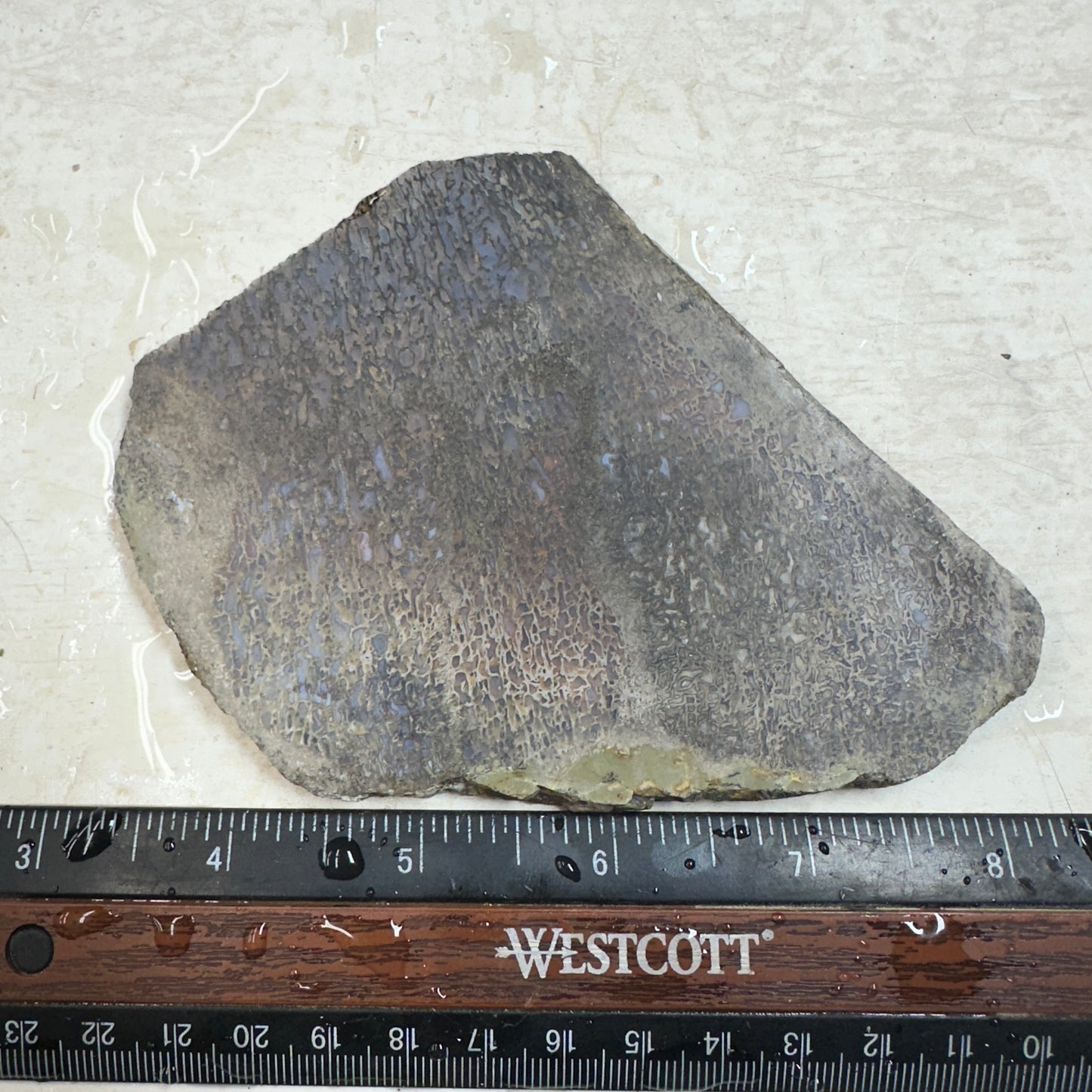 GEMBONE Dinosaur Bone Slab - 129 grams