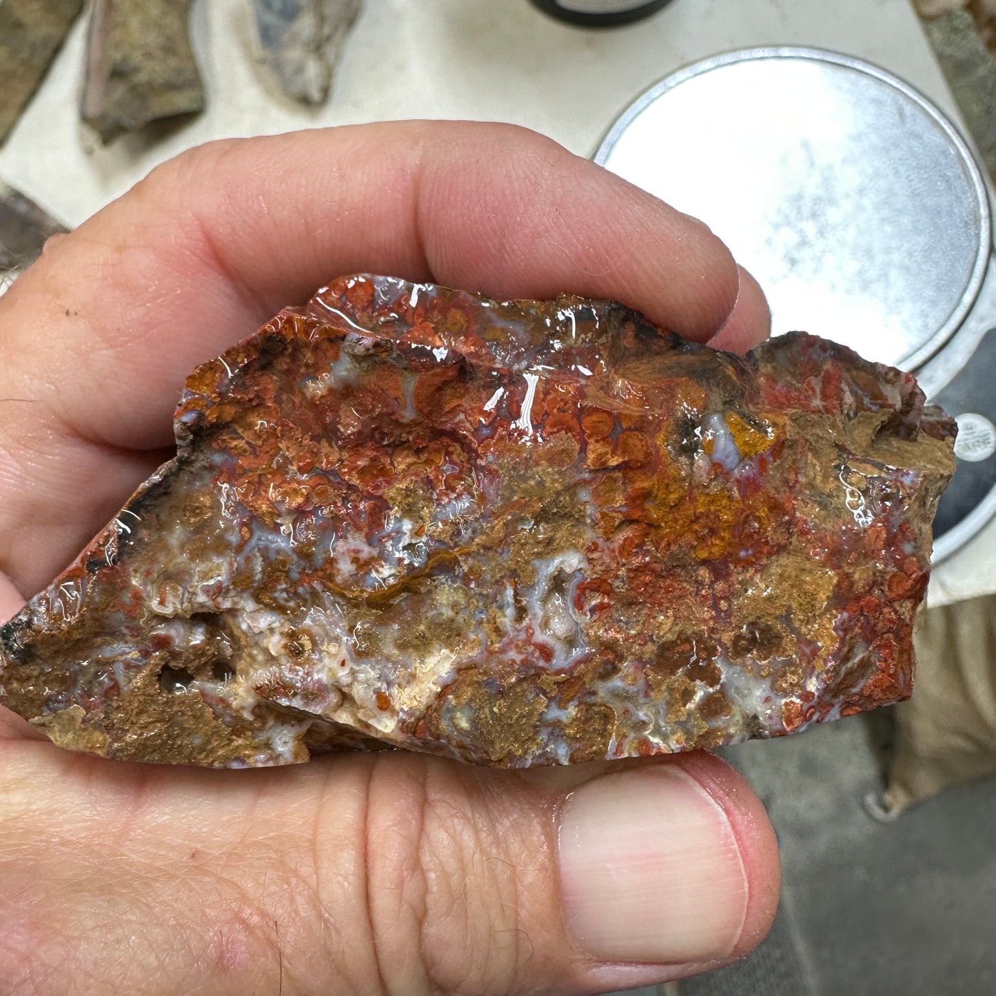 WINGATE PASS PLUME AGATE Windowed Rough - 0.79 Pounds