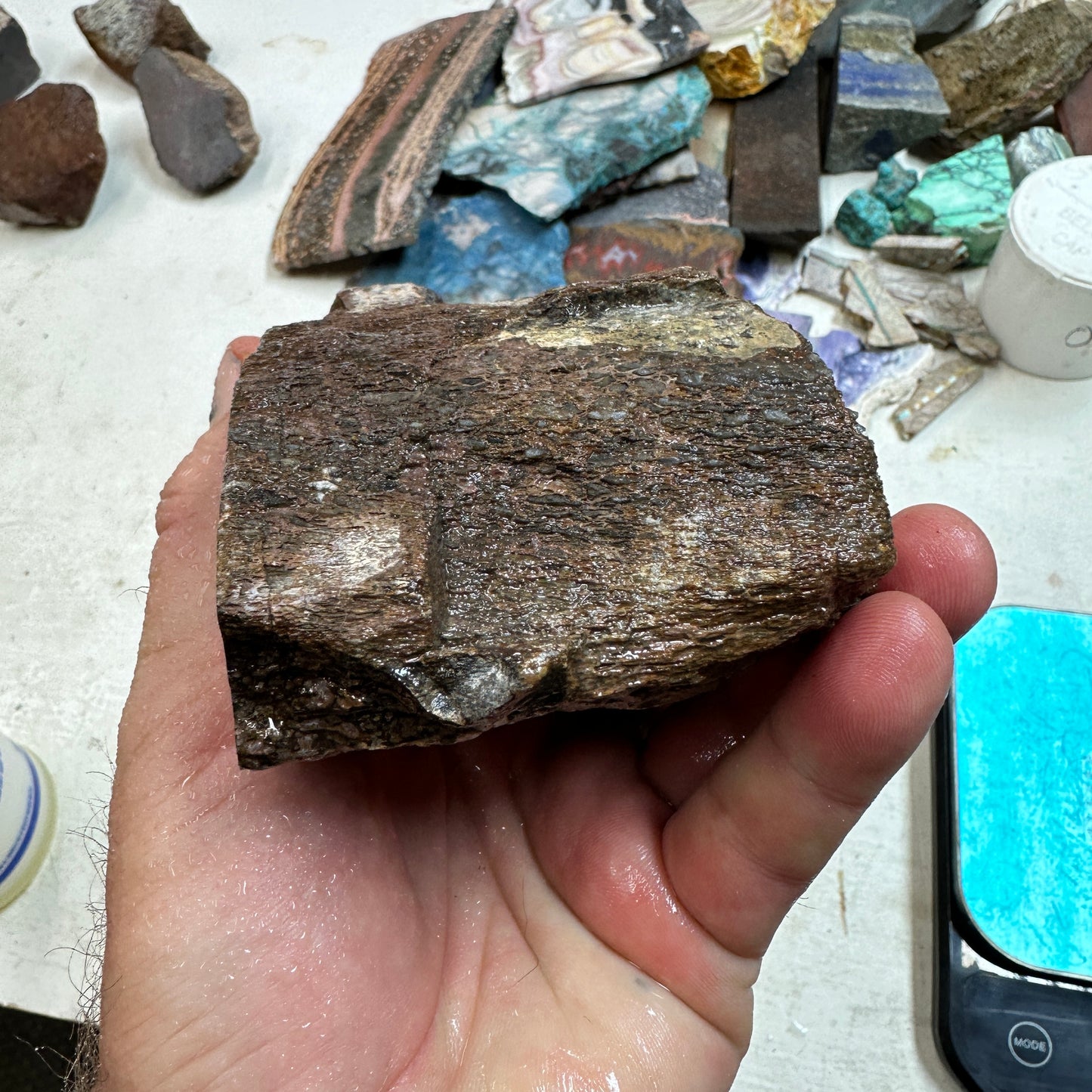 GEMBONE Dinosaur Bone Faced Rough - 2.63 Pounds