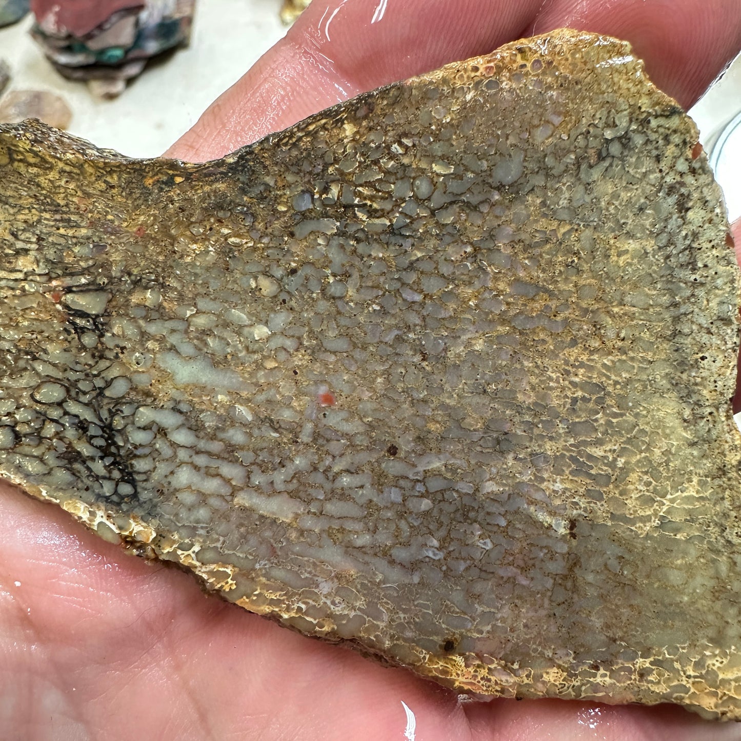 GEMBONE Dinosaur Bone Slab - 88 grams