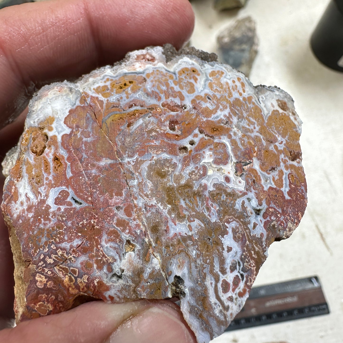 WINGATE PASS PLUME AGATE Windowed Rough - 0.62 Pounds