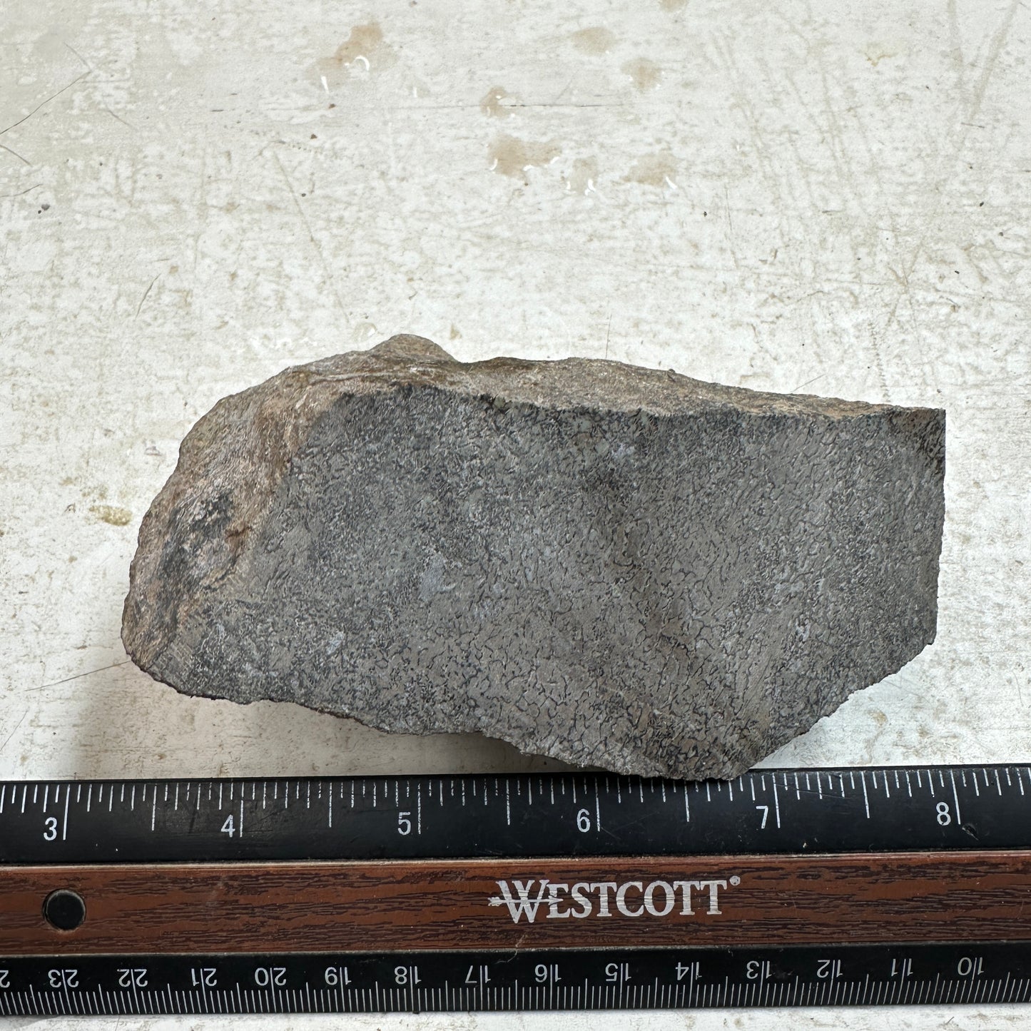 GEMBONE Dinosaur Bone Faced Rough - 1.20 Pounds