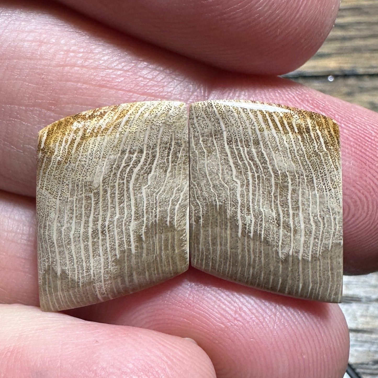 PETRIFIED WOOD cabochon pair