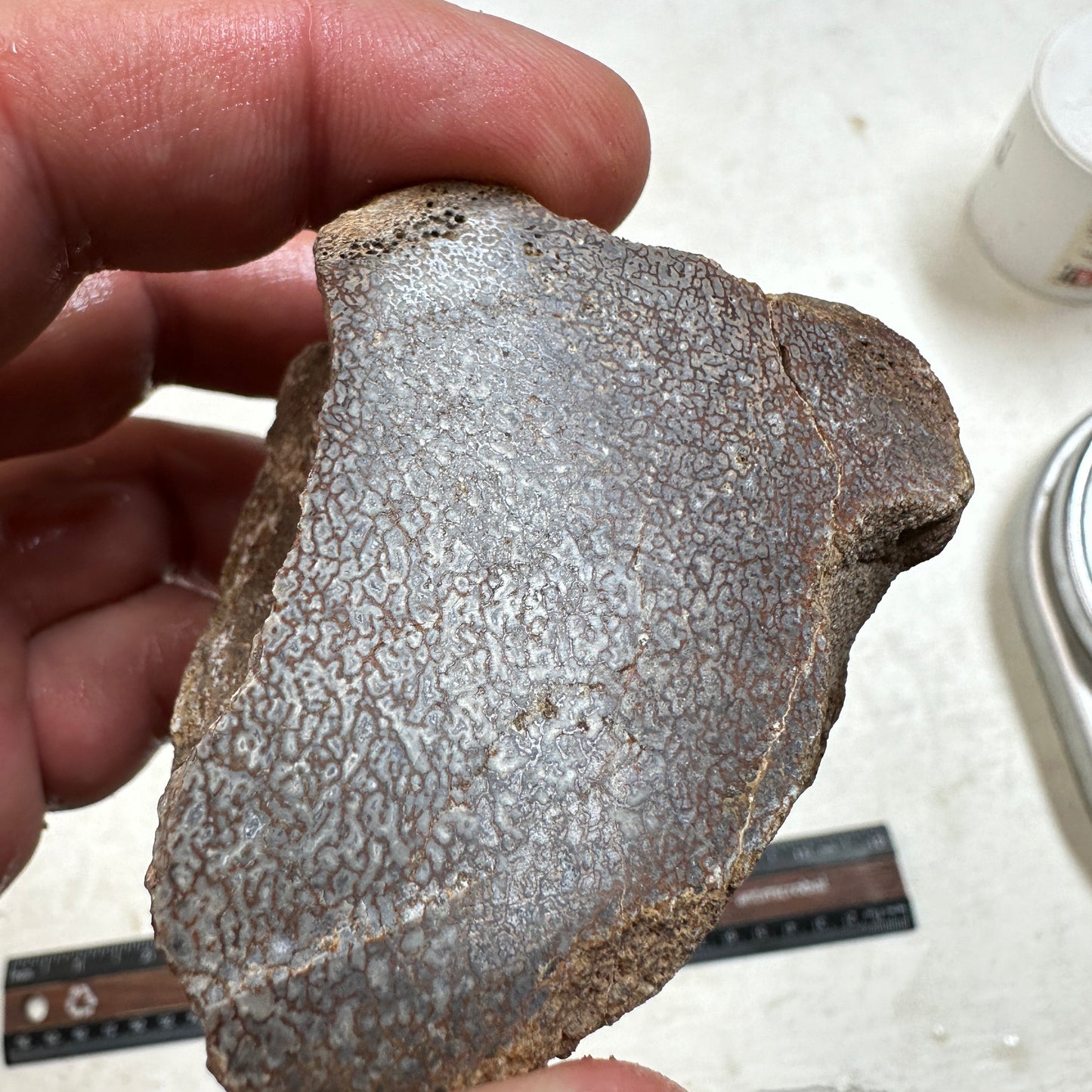 GEMBONE Dinosaur Bone Faced Rough - 10.3 ounces