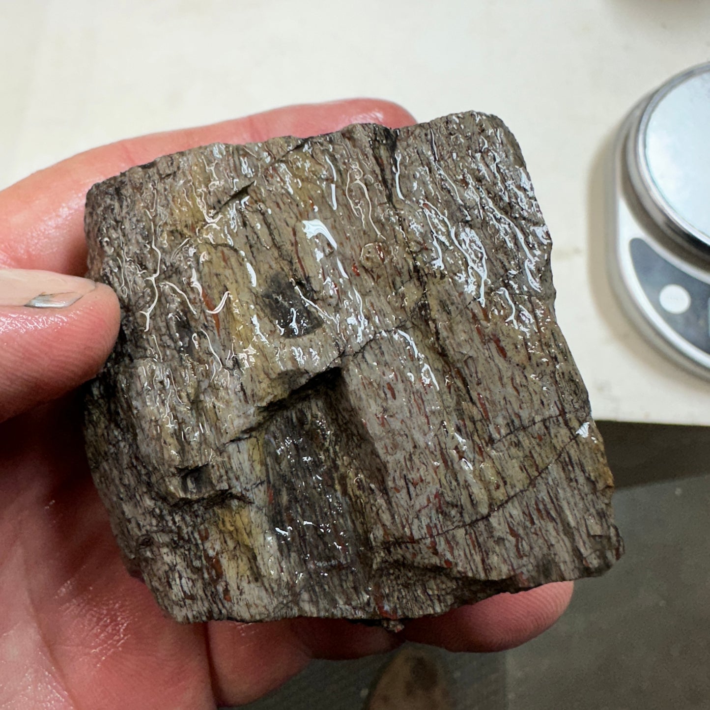 GEMBONE Dinosaur Bone Faced Rough - 279 grams