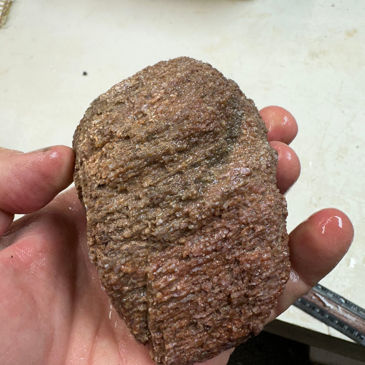 GEMBONE Dinosaur Bone Faced Rough - 1.50 Pounds