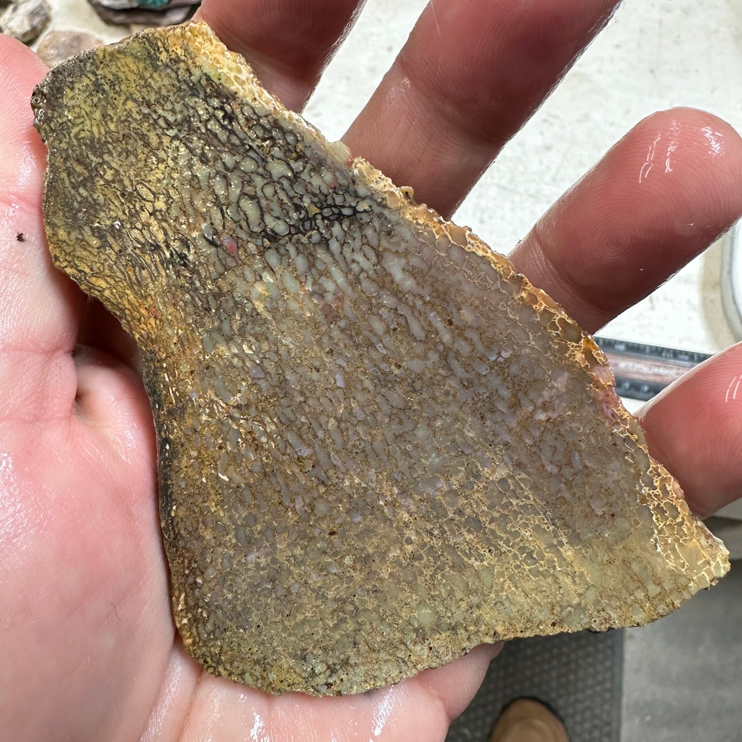 GEMBONE Dinosaur Bone Slab - 88 grams