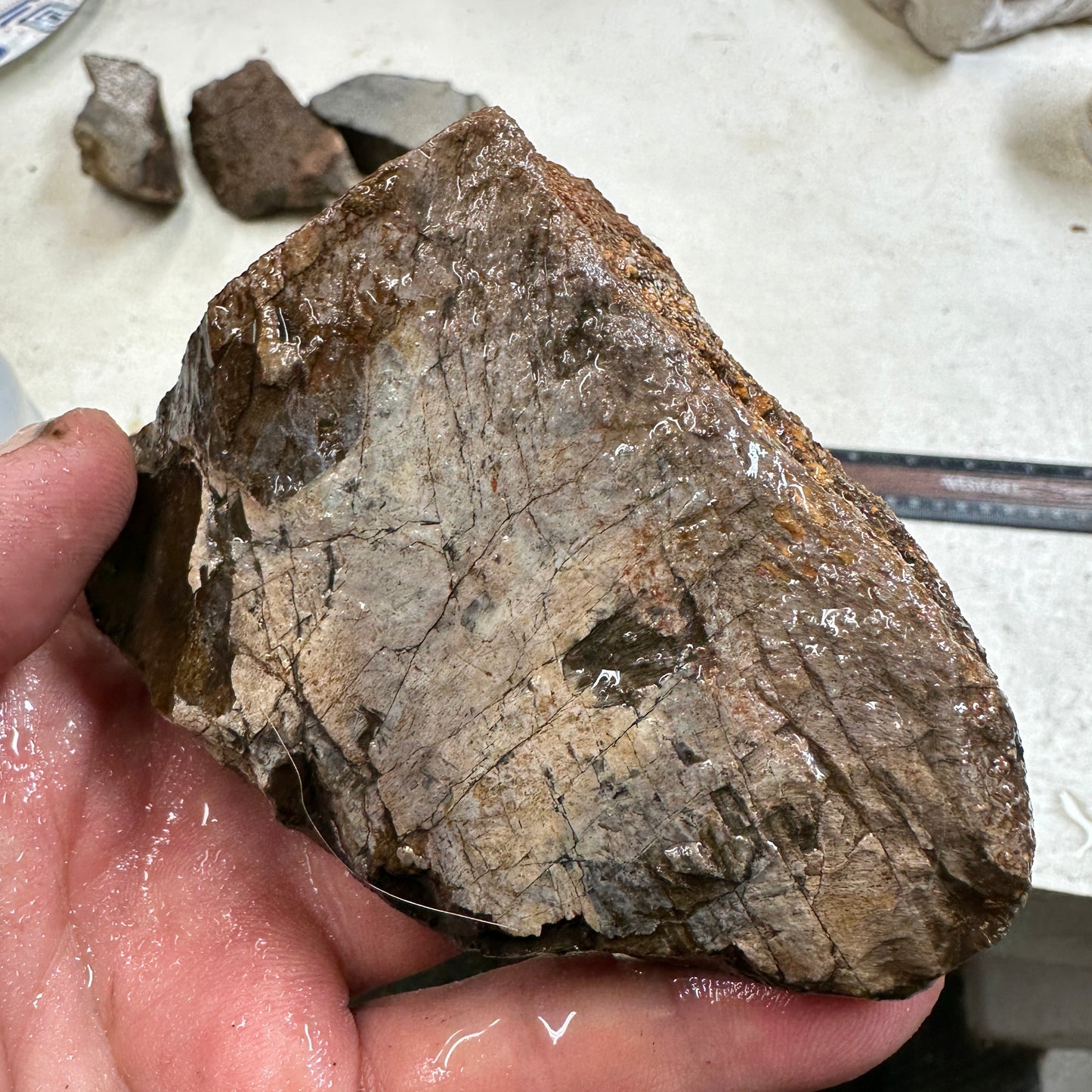 GEMBONE Dinosaur Bone Faced Rough - 0.74 Pounds