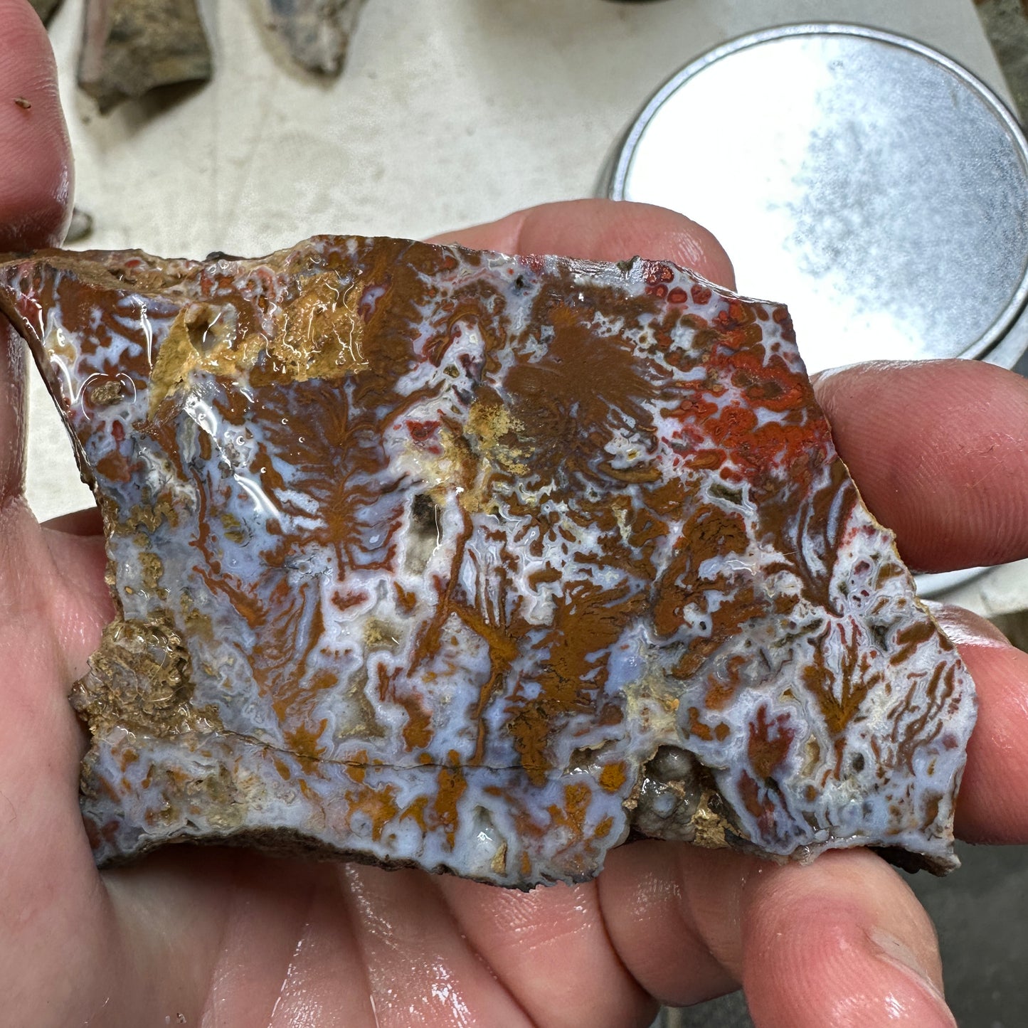WINGATE PASS PLUME AGATE Windowed Rough - 0.79 Pounds