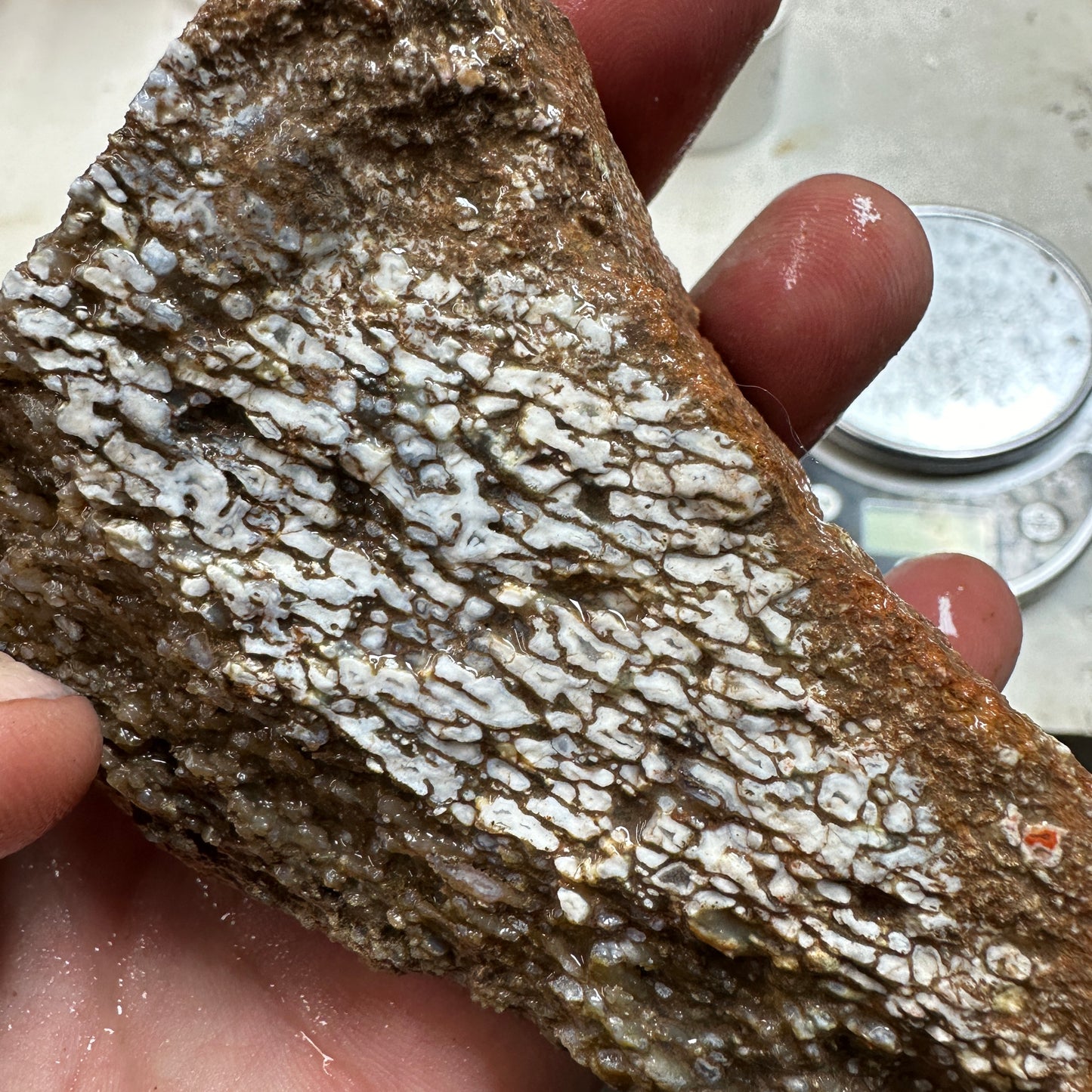 GEMBONE Dinosaur Bone Faced Rough - 0.98 Pounds