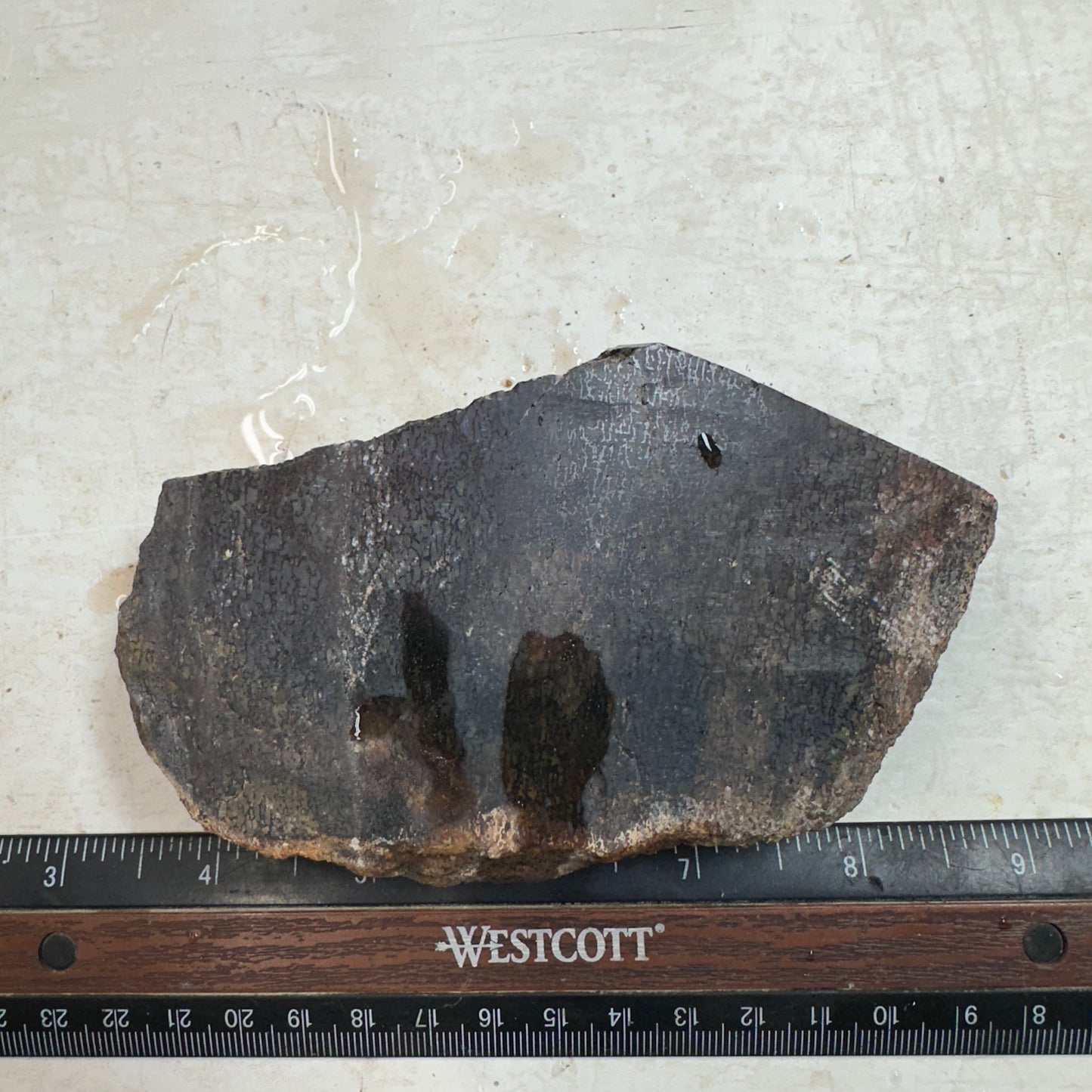 GEMBONE Dinosaur Bone Faced Rough - 16.0 ounces