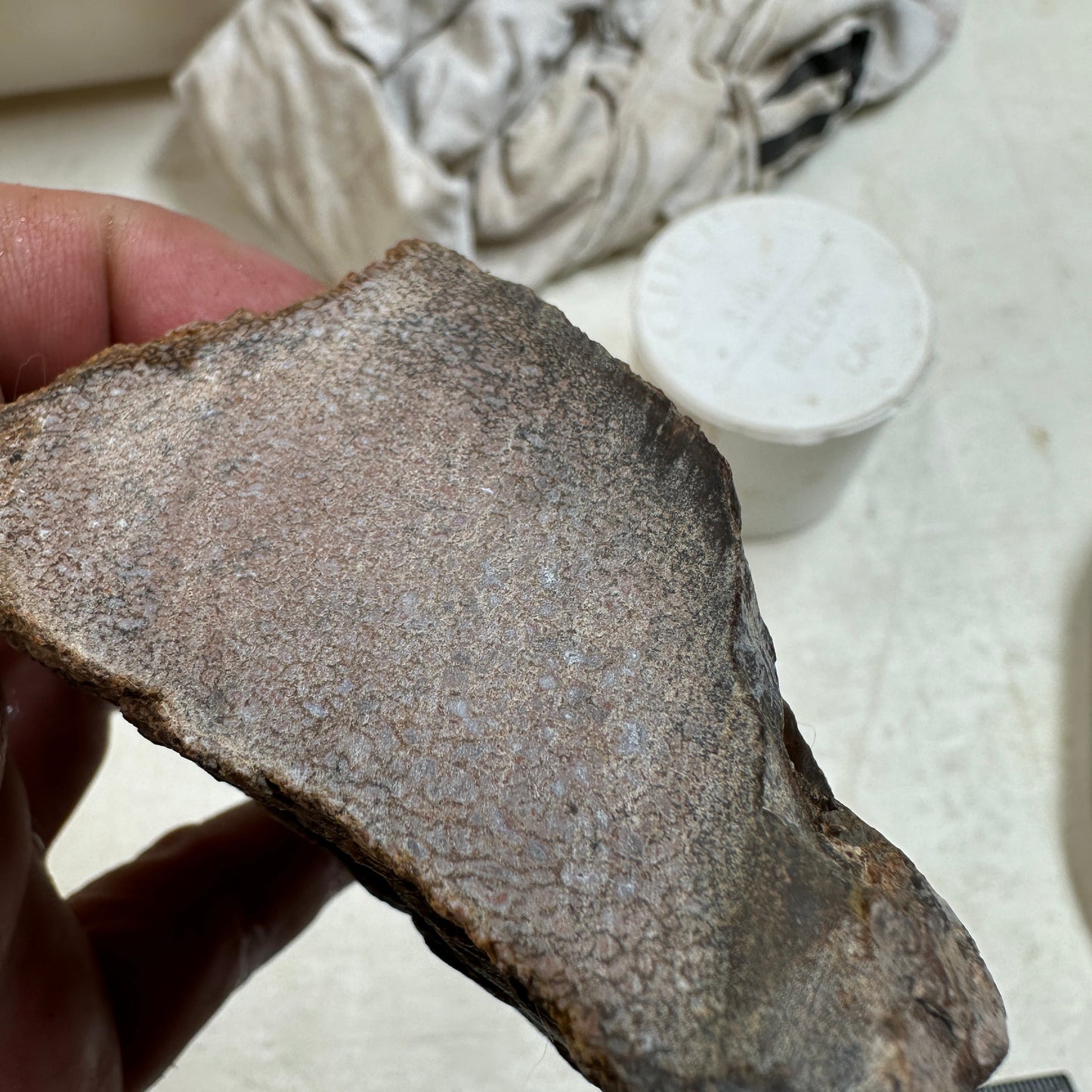 GEMBONE Dinosaur Bone Faced Rough - 0.74 Pounds