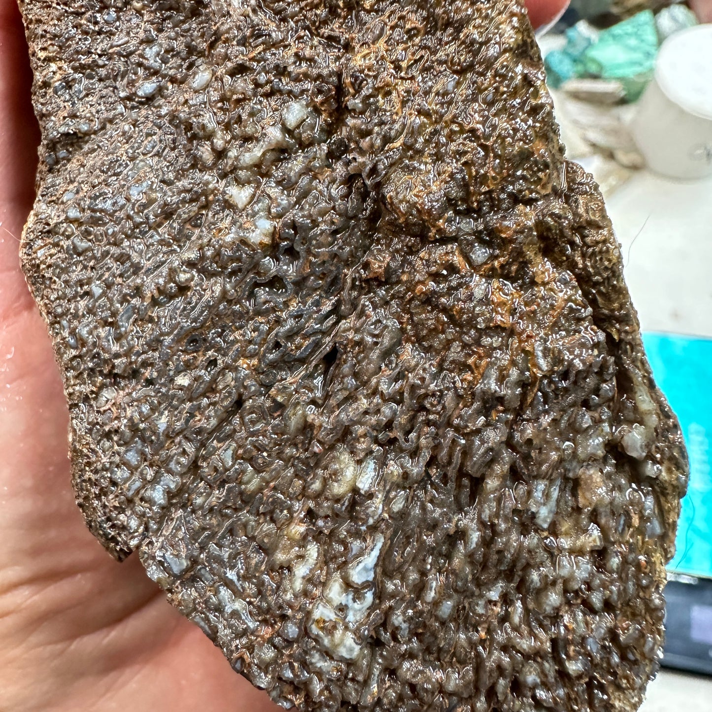 GEMBONE Dinosaur Bone Faced Rough - 2.63 Pounds