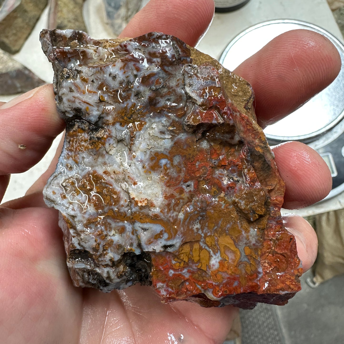 WINGATE PASS PLUME AGATE Windowed Rough - 0.79 Pounds