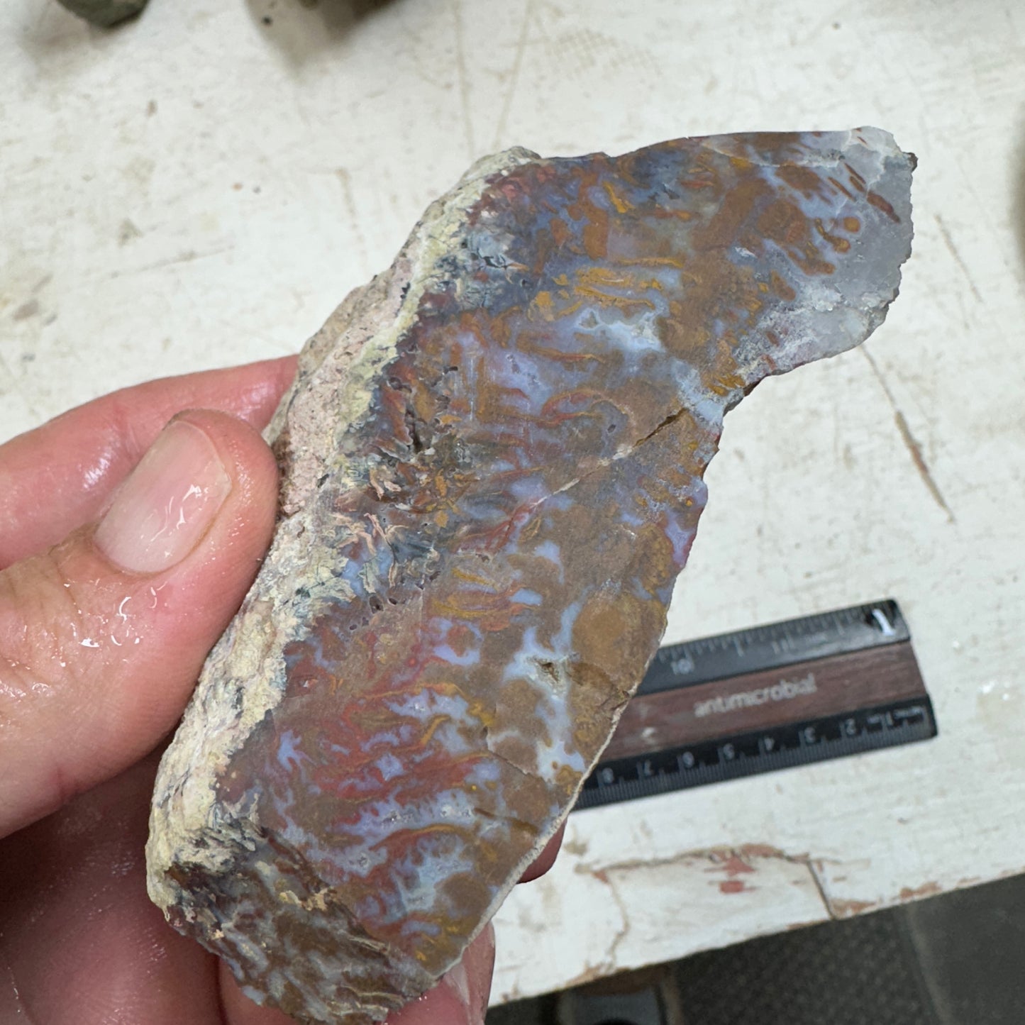 WINGATE PASS PLUME AGATE Windowed Rough - 0.48 Pounds