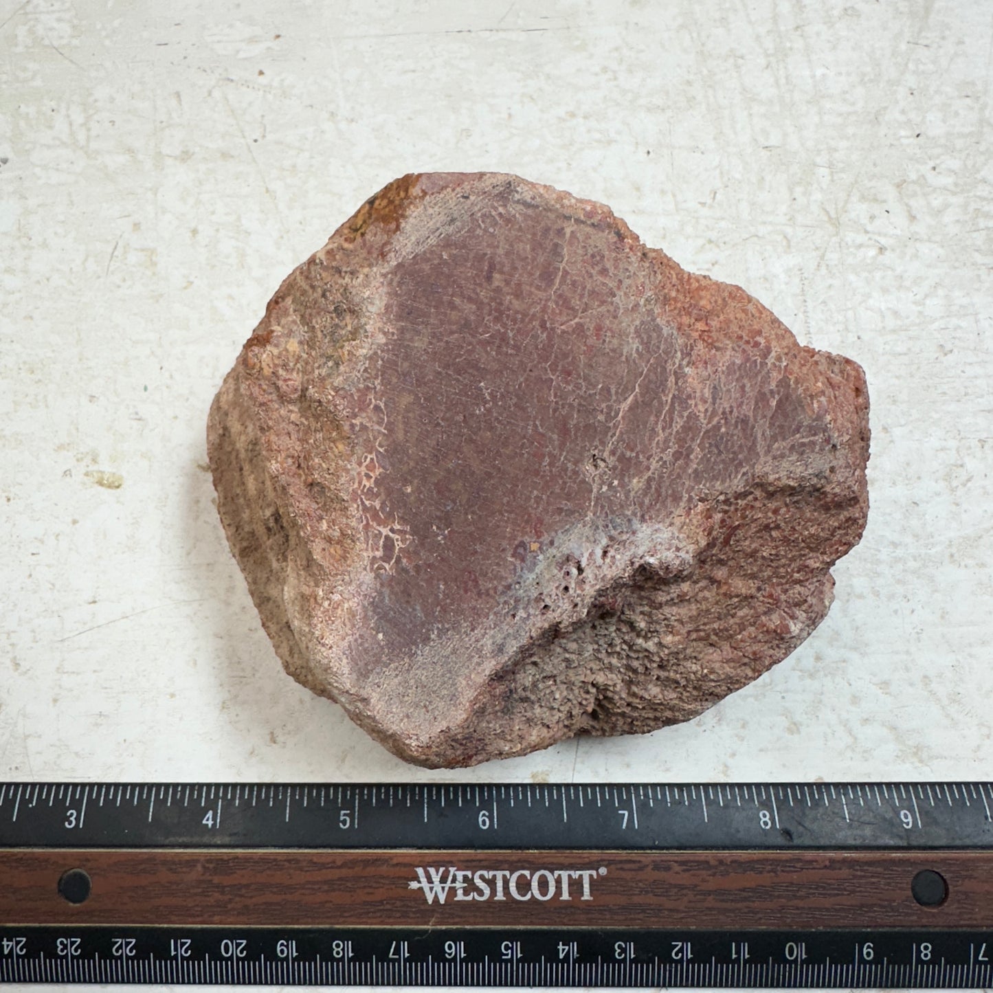 GEMBONE Dinosaur Bone Faced Rough - 1.49 Pounds