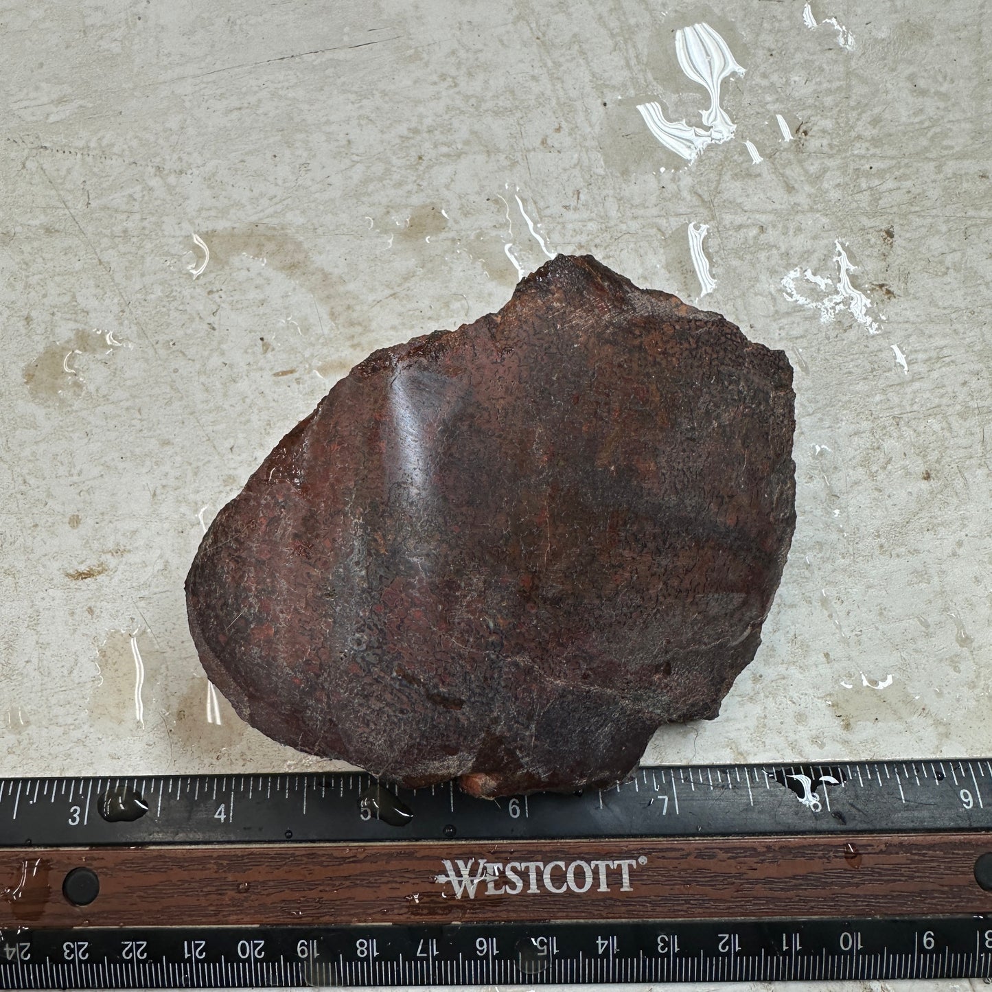 GEMBONE Dinosaur Bone Faced Rough - 0.82 Pounds