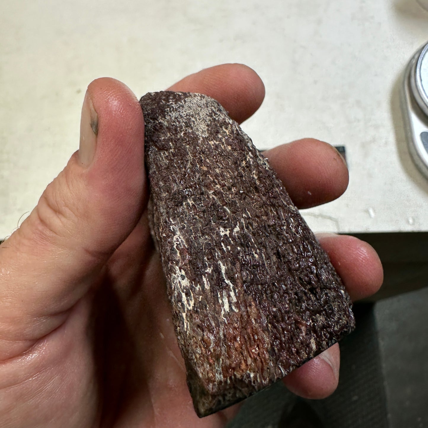 GEMBONE Dinosaur Bone Faced Rough - 14.1 ounces