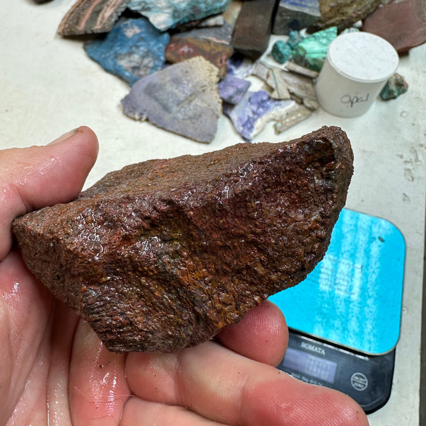 GEMBONE Dinosaur Bone Faced Rough - 1.40 Pounds