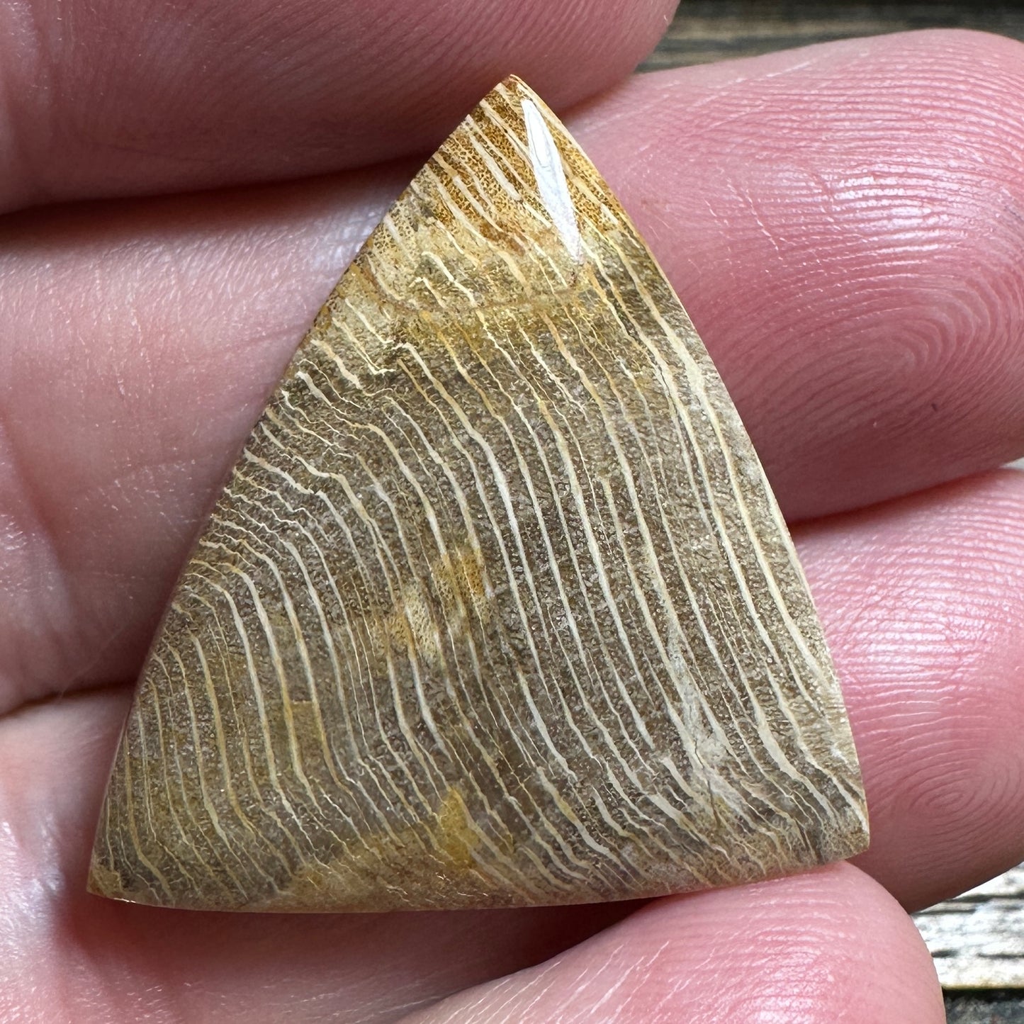 PETRIFIED WOOD cabochon