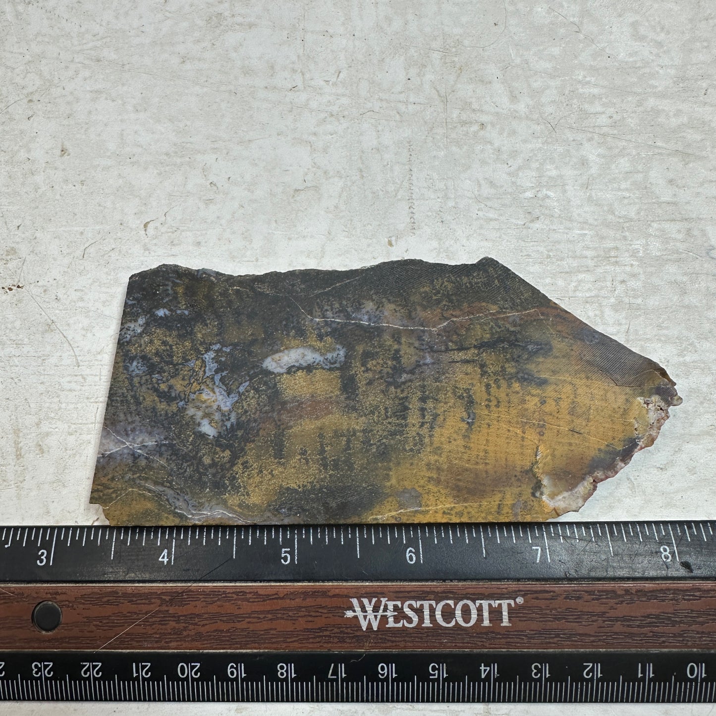 PETRIFIED WOOD Slab - 91 grams