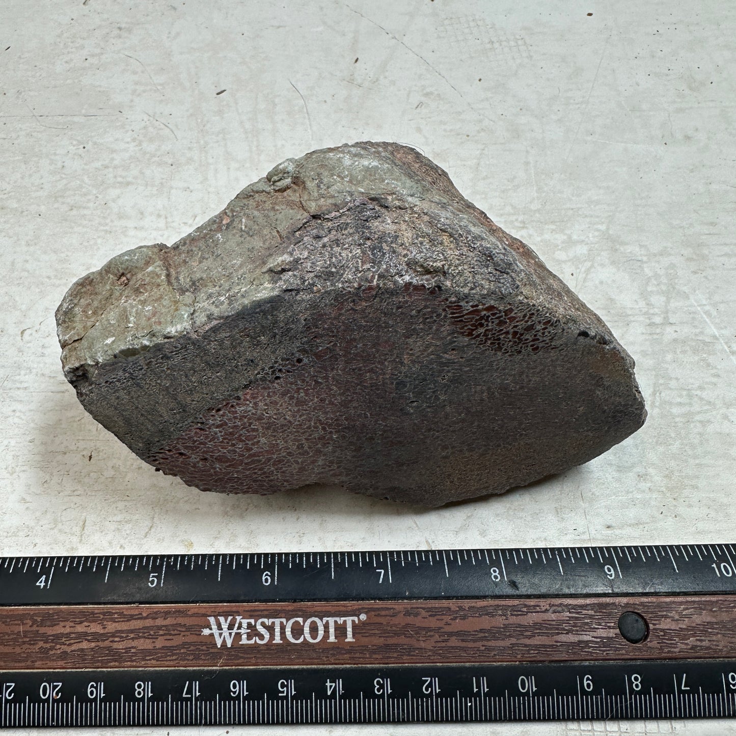 GEMBONE Dinosaur Bone Faced Rough - 1.42 Pounds