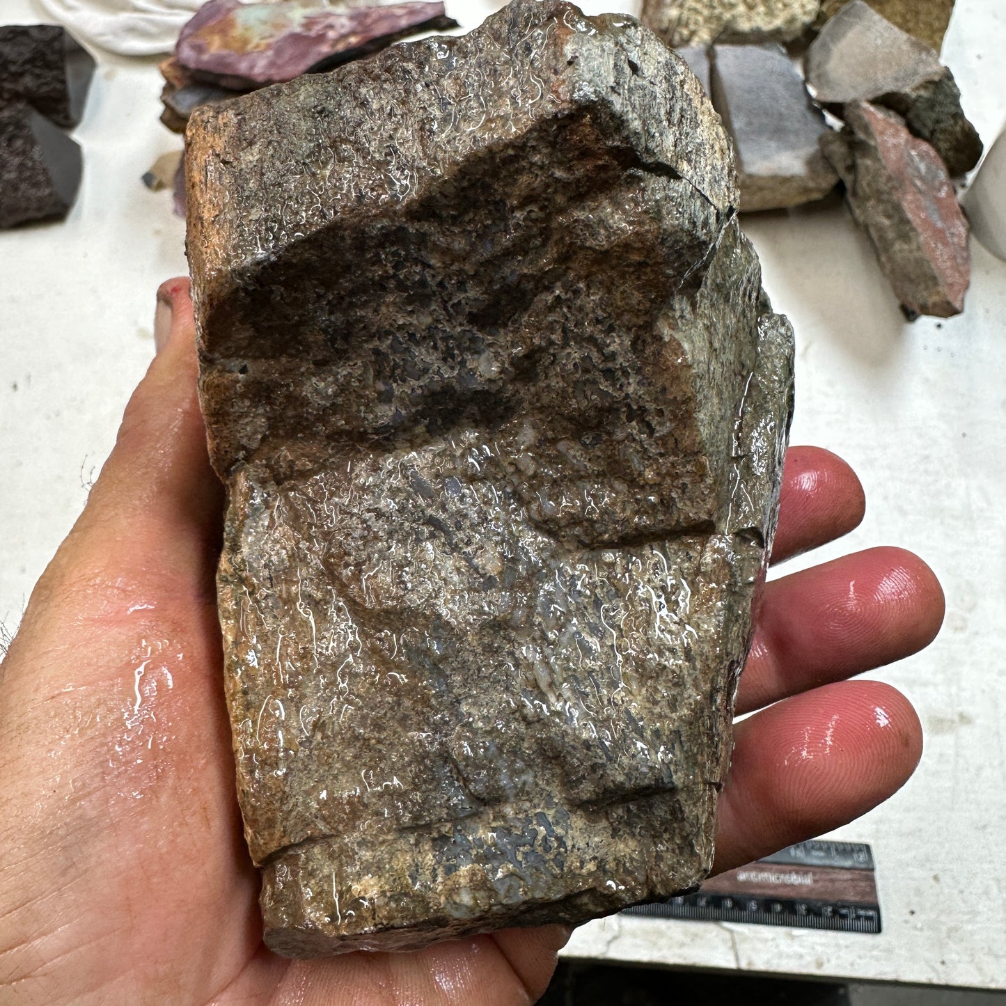 GEMBONE Dinosaur Bone Faced Rough - 2.09 Pounds