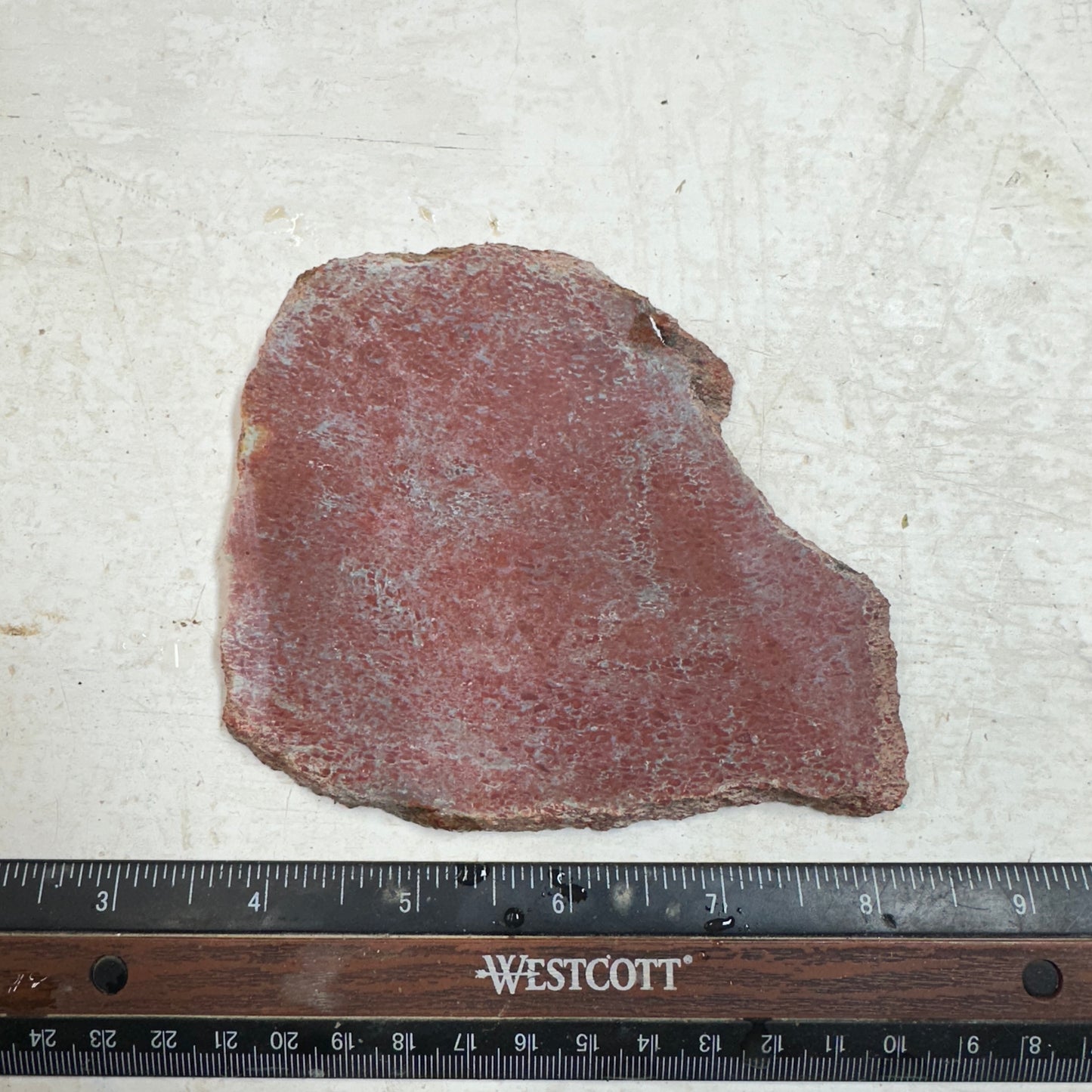 GEMBONE Dinosaur Bone Slab - 150 grams