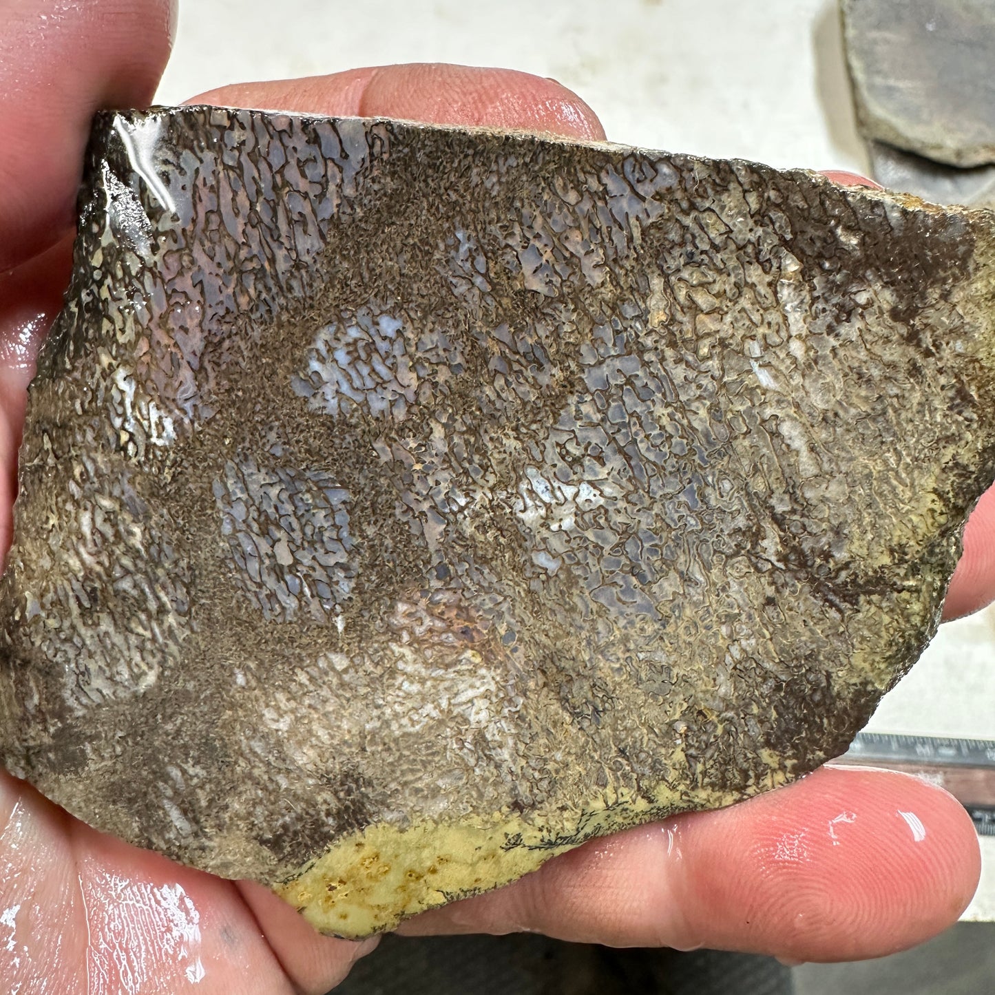 GEMBONE Dinosaur Bone Slab - 115 grams