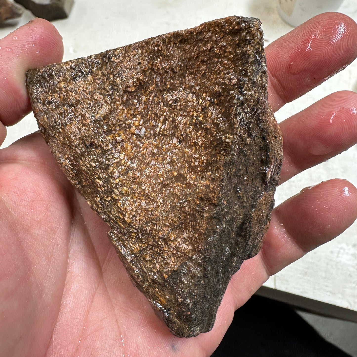 GEMBONE Dinosaur Bone Faced Rough - 0.61 Pounds