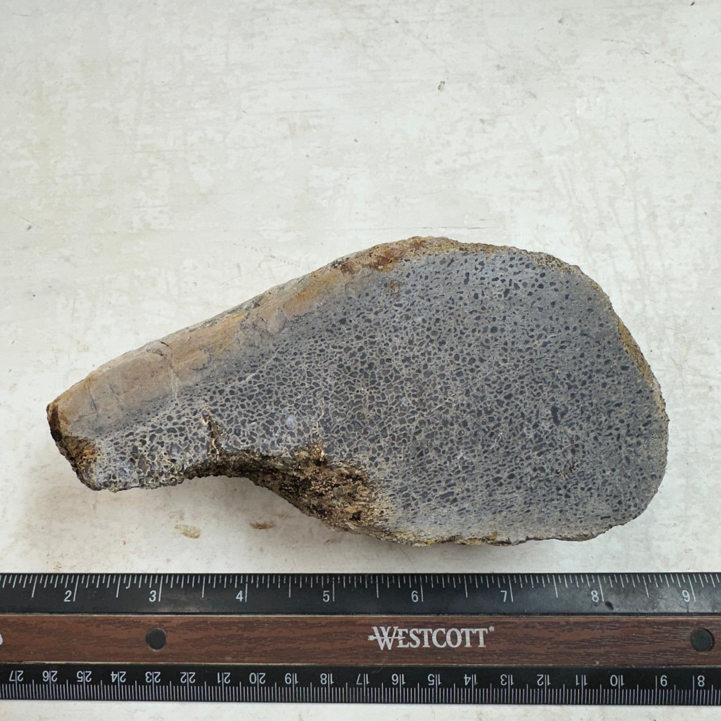 GEMBONE Dinosaur Bone Faced Rough - 28.8 ounces