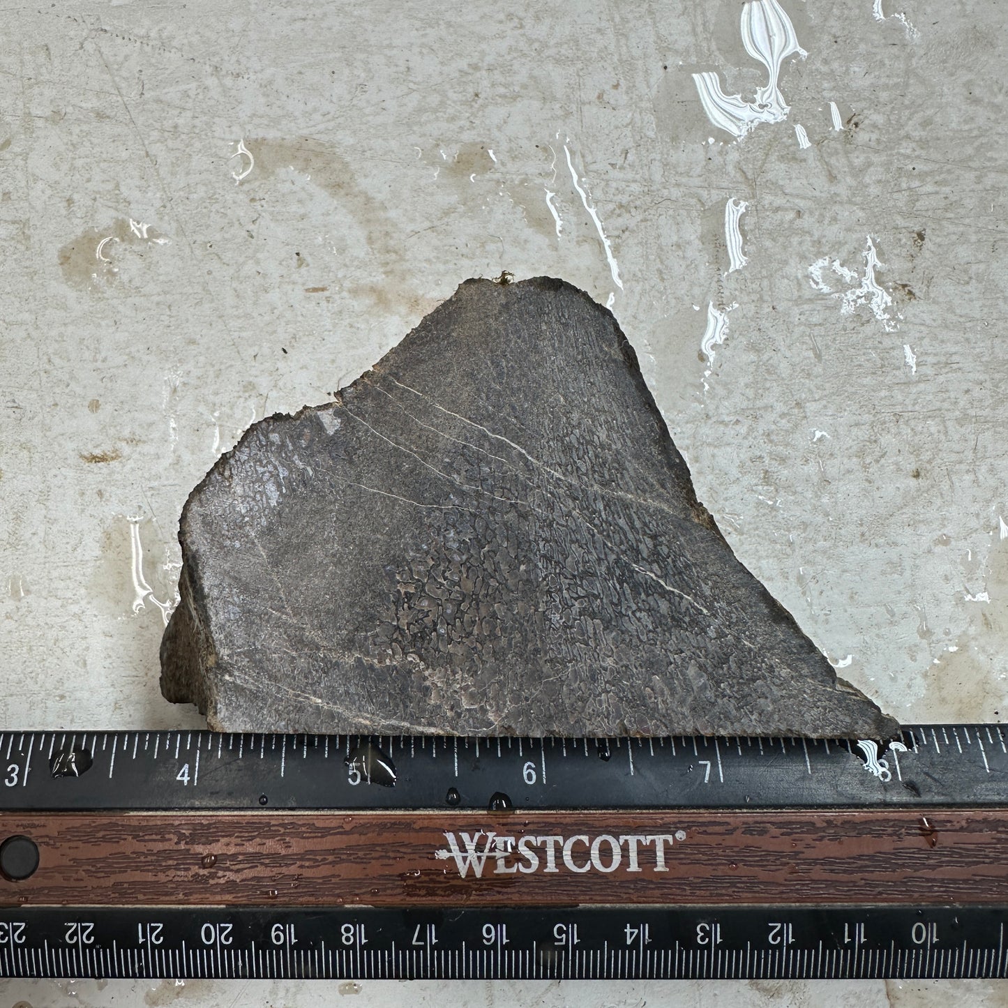 GEMBONE Dinosaur Bone Faced Rough - 1.05 Pounds