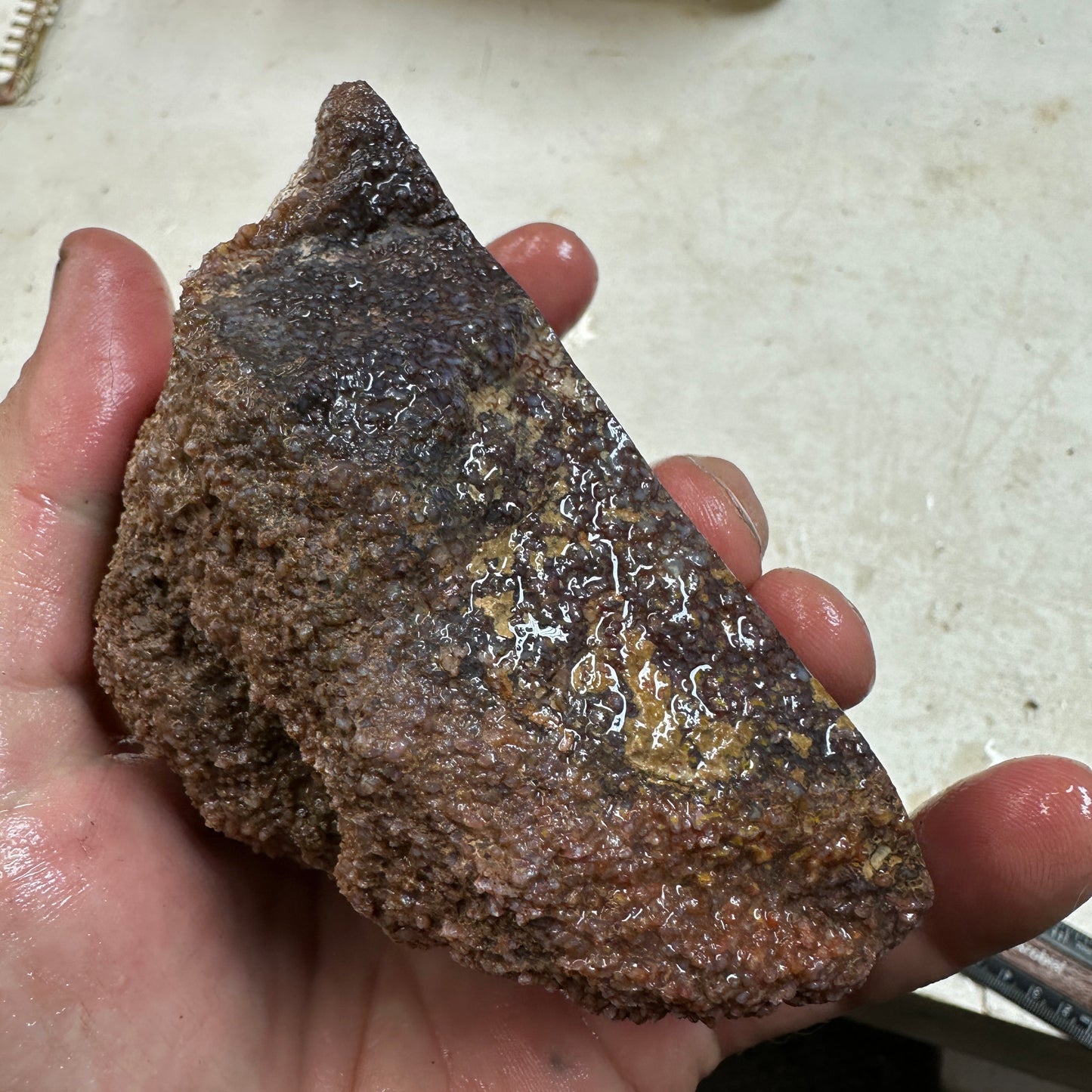 GEMBONE Dinosaur Bone Faced Rough - 1.50 Pounds