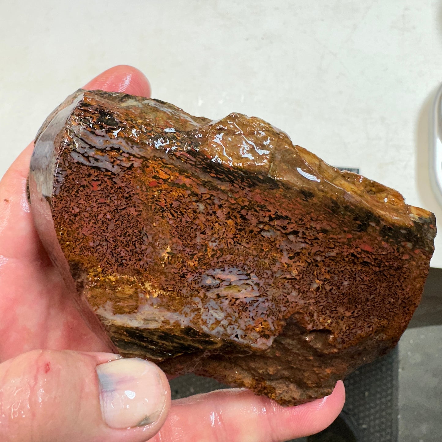 GEMBONE Dinosaur Bone Faced Rough - 16.7 ounces