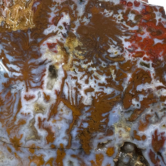 WINGATE PASS PLUME AGATE Windowed Rough - 0.79 Pounds