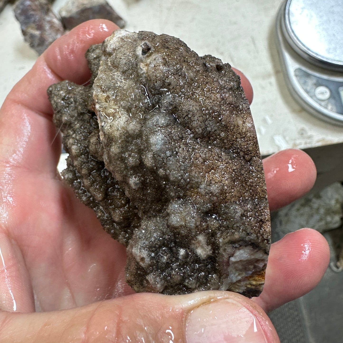 WINGATE PASS PLUME AGATE Windowed Rough - 0.62 Pounds