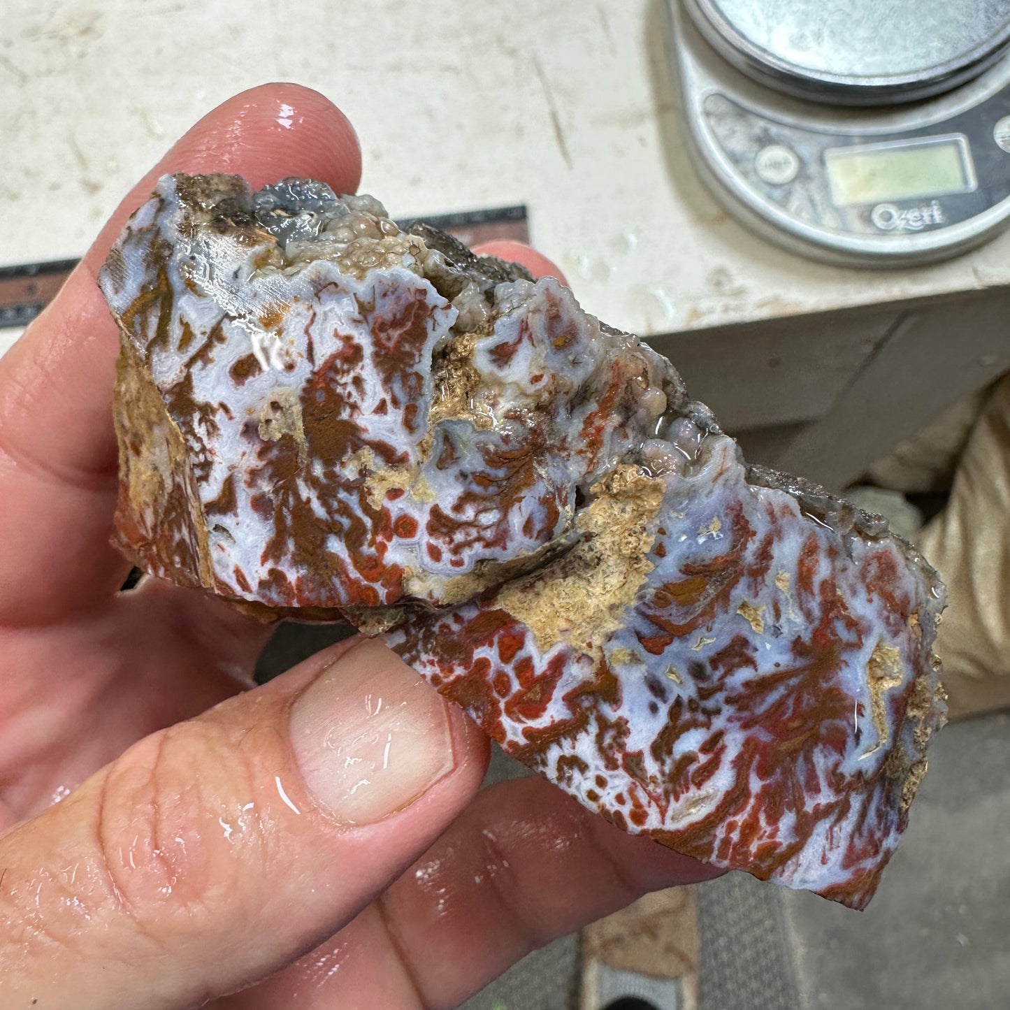 WINGATE PASS PLUME AGATE Windowed Rough - 0.68 Pounds
